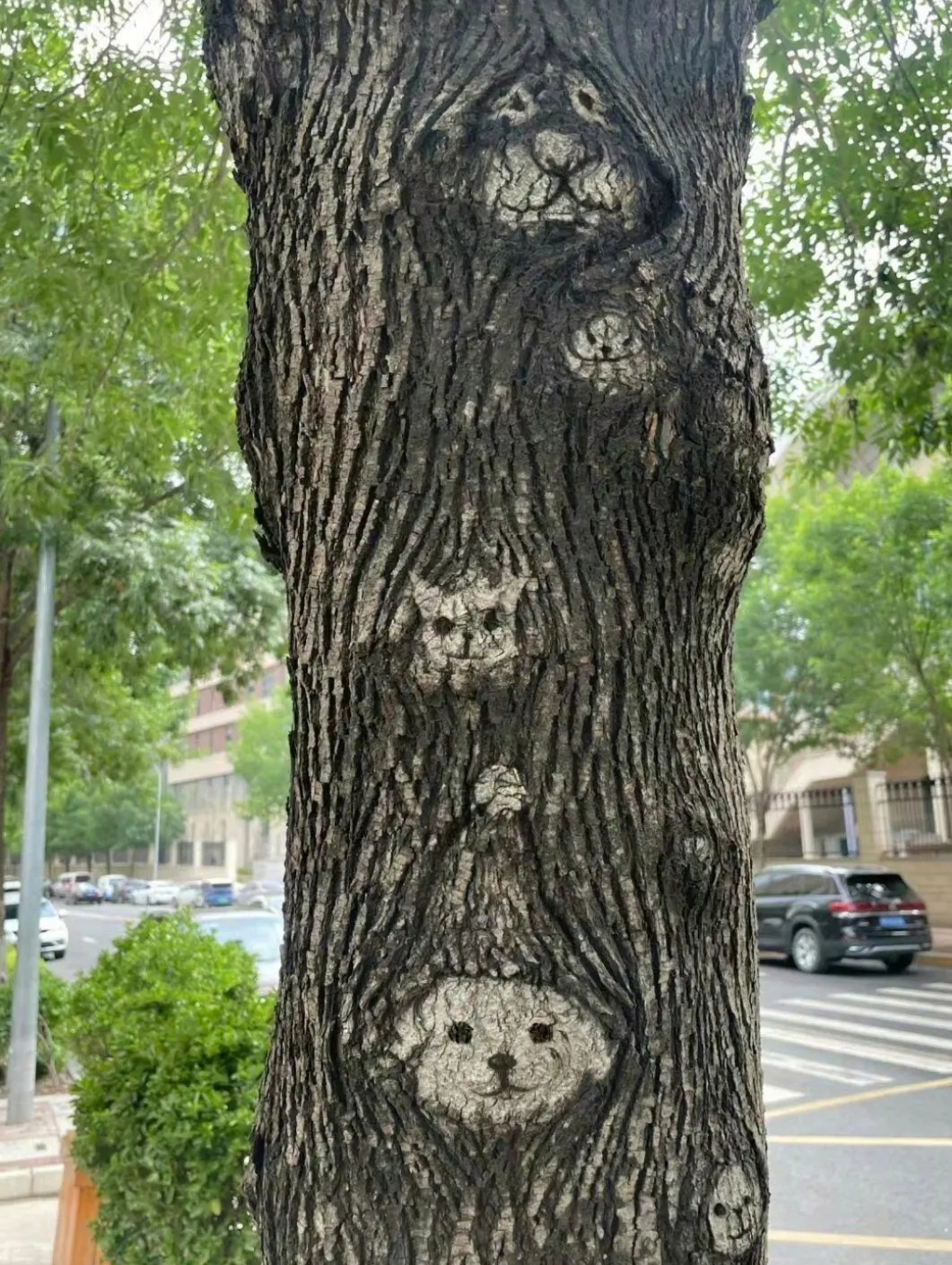 这树怎么长的狗里狗气的呢?