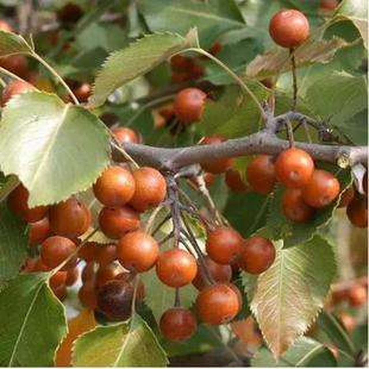 中华野生特色水果《棠梨子》:棠梨子又名"杜梨子",小时候经常叫它"