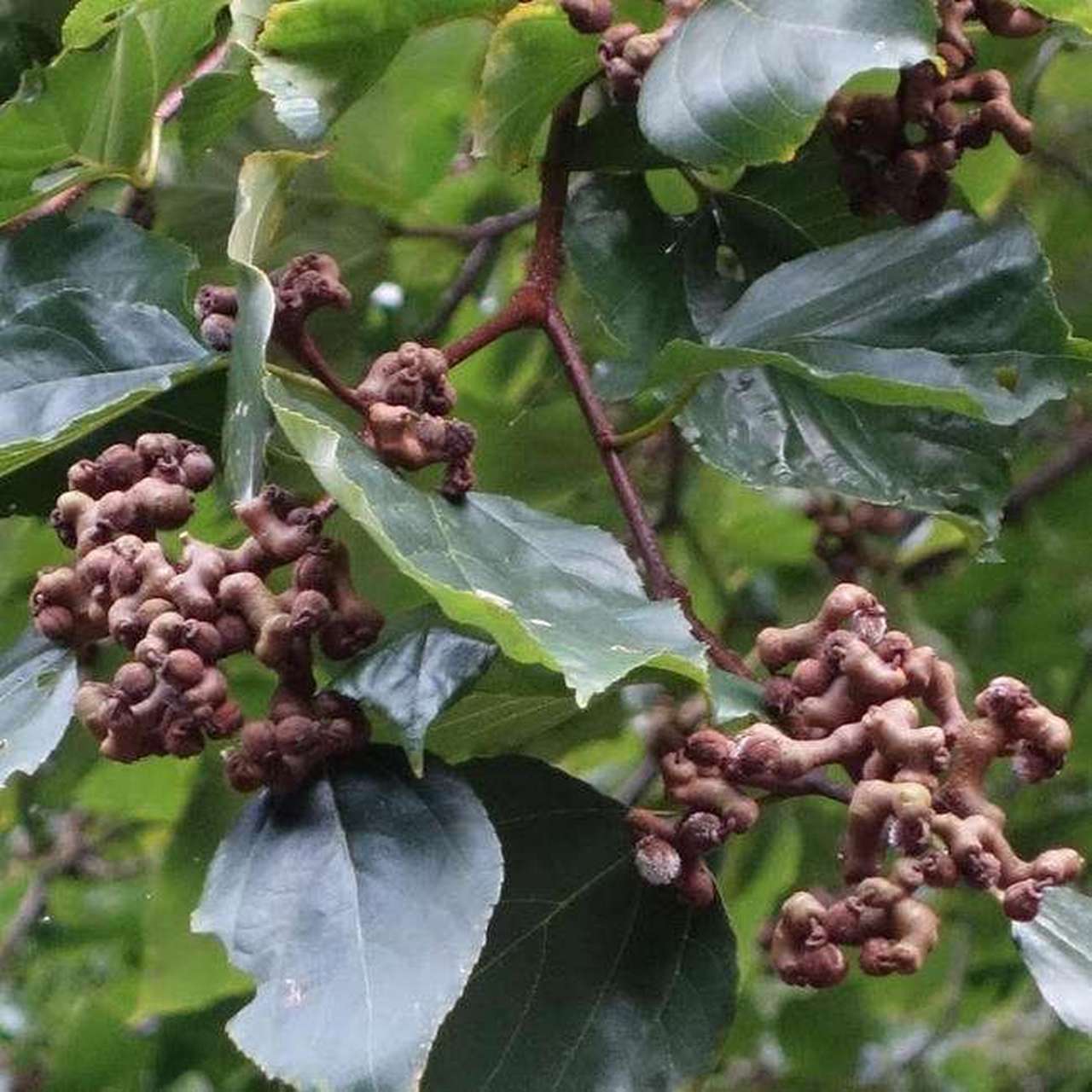 拐枣学名叫枳椇,别名又可称之为鸡爪子,万字果,鸡爪树,金果梨等等.