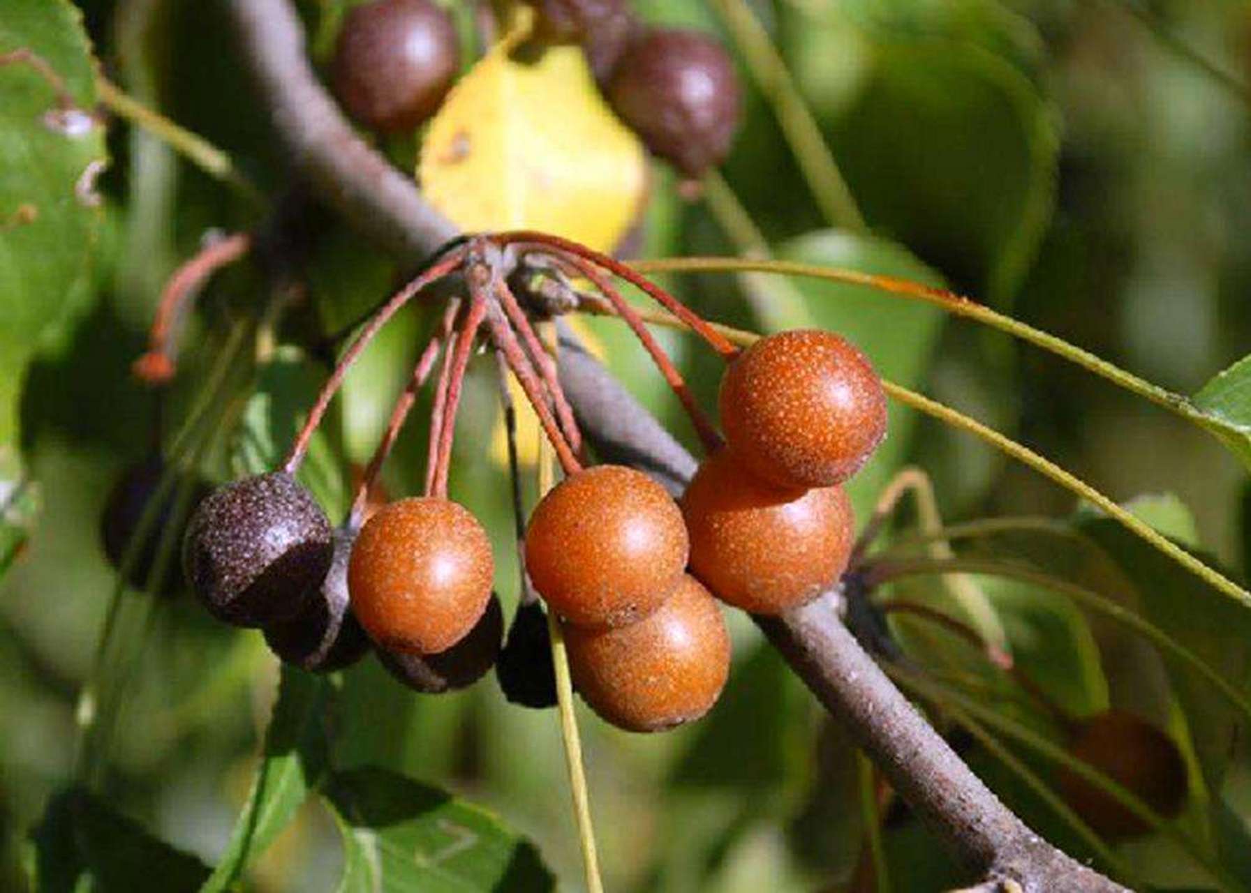 中华野生特色水果《棠梨子》:棠梨子又名"杜梨子",小时候经常叫它"