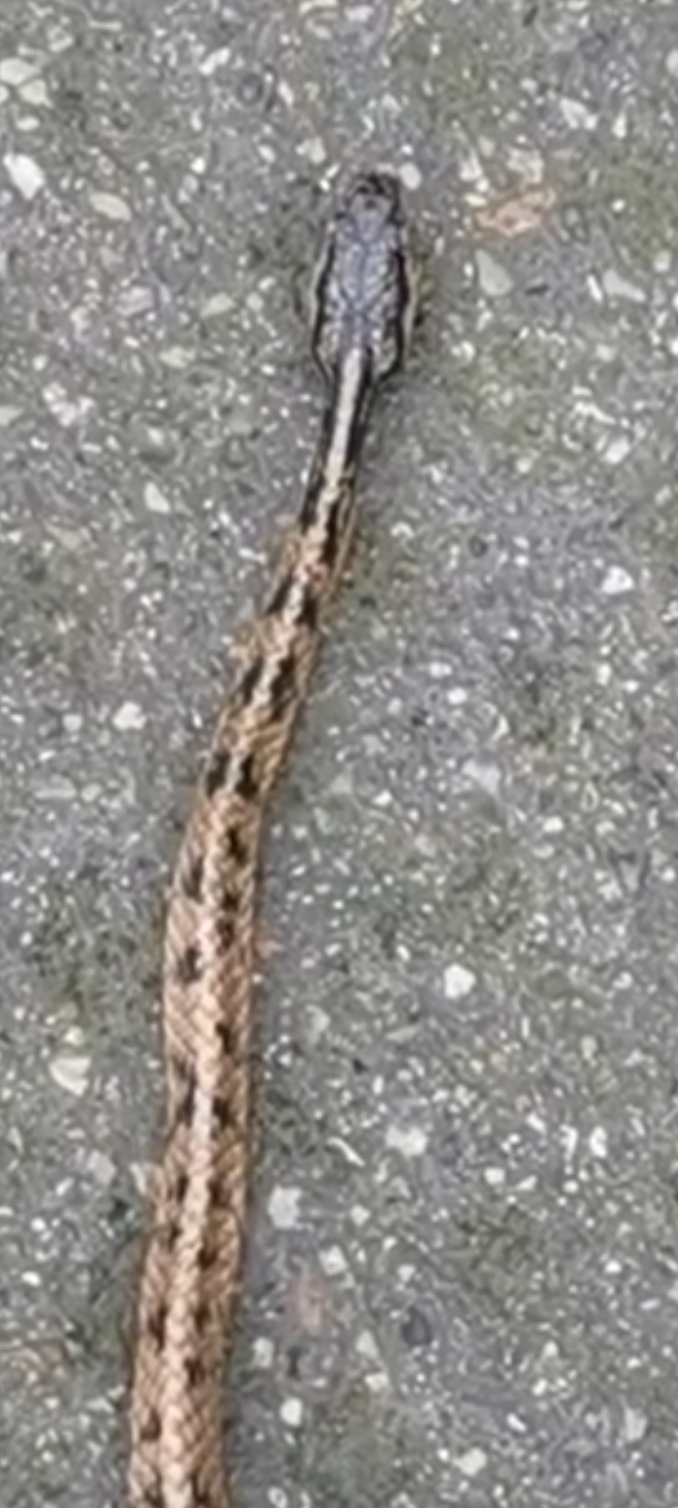 有谁认识这是什么蛇啊