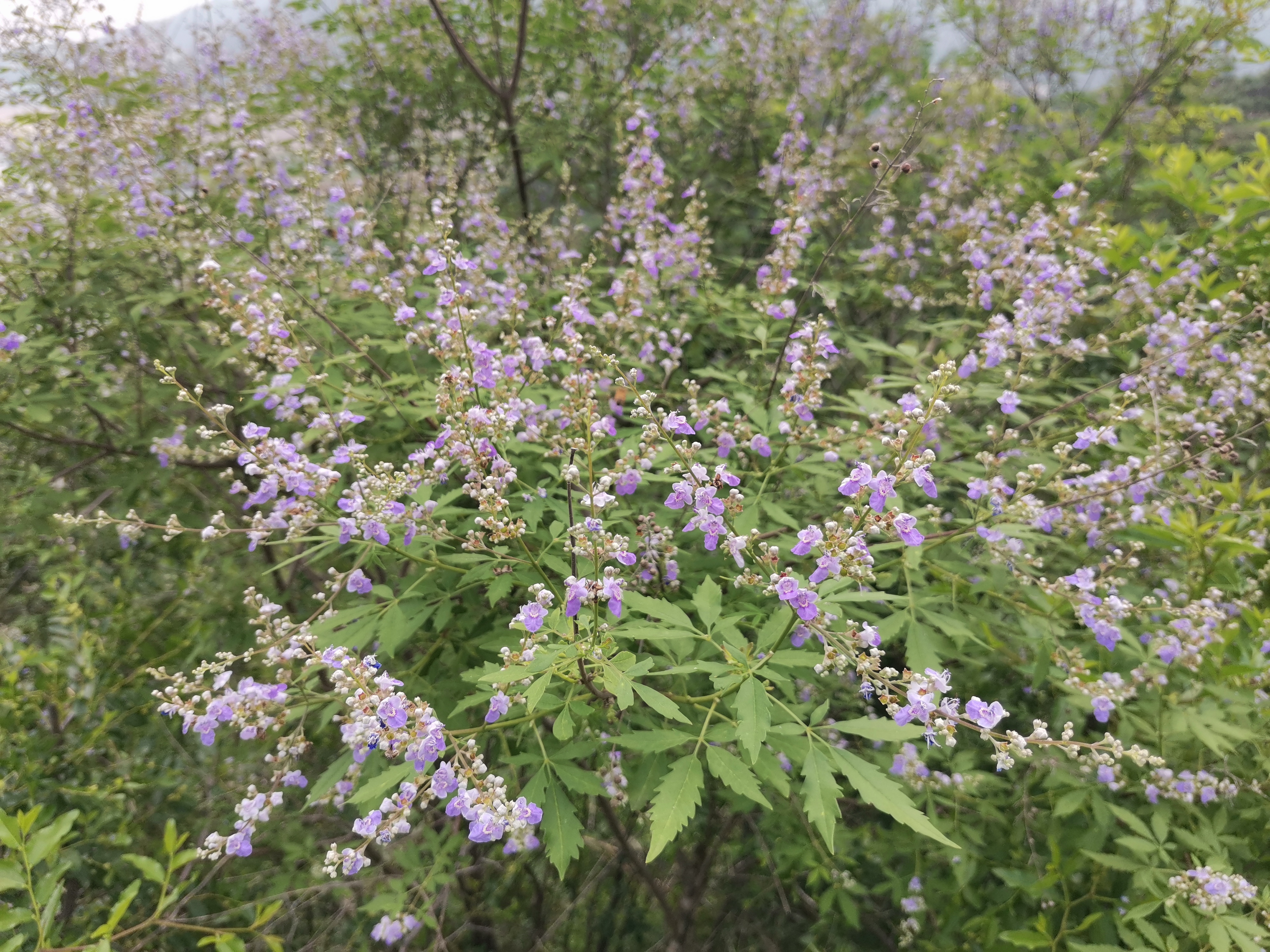 黄荆开花了 漫山遍野的黄荆