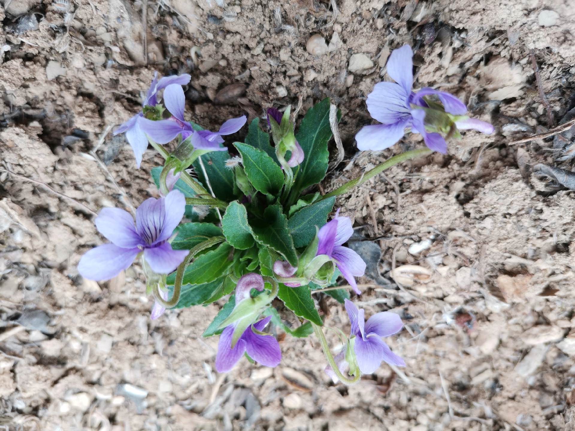 紫花地丁 紫花地丁,一种个头很矮的小野花. 每年春天早早发芽,开花.