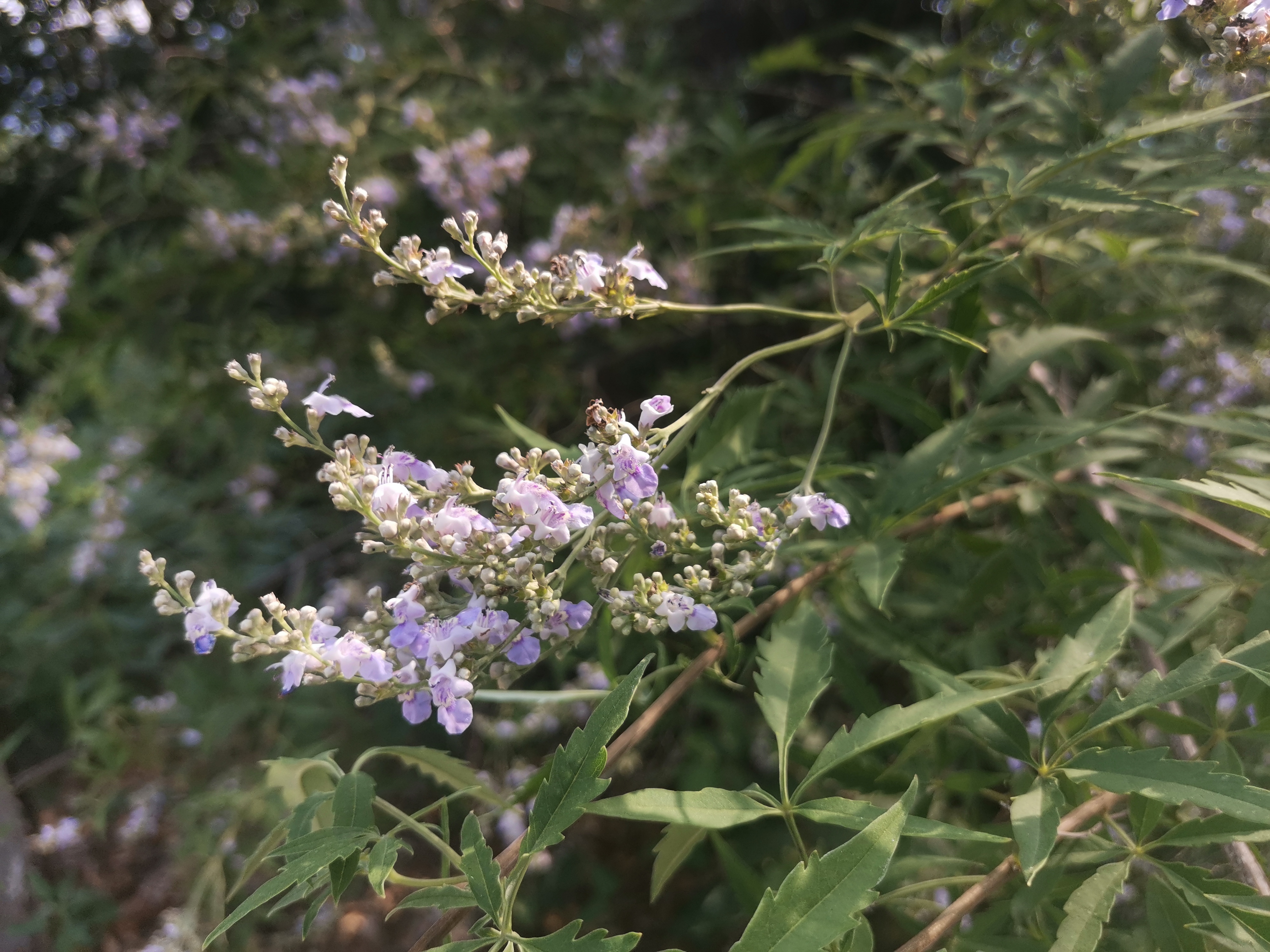 炎炎夏日,荆花绽放