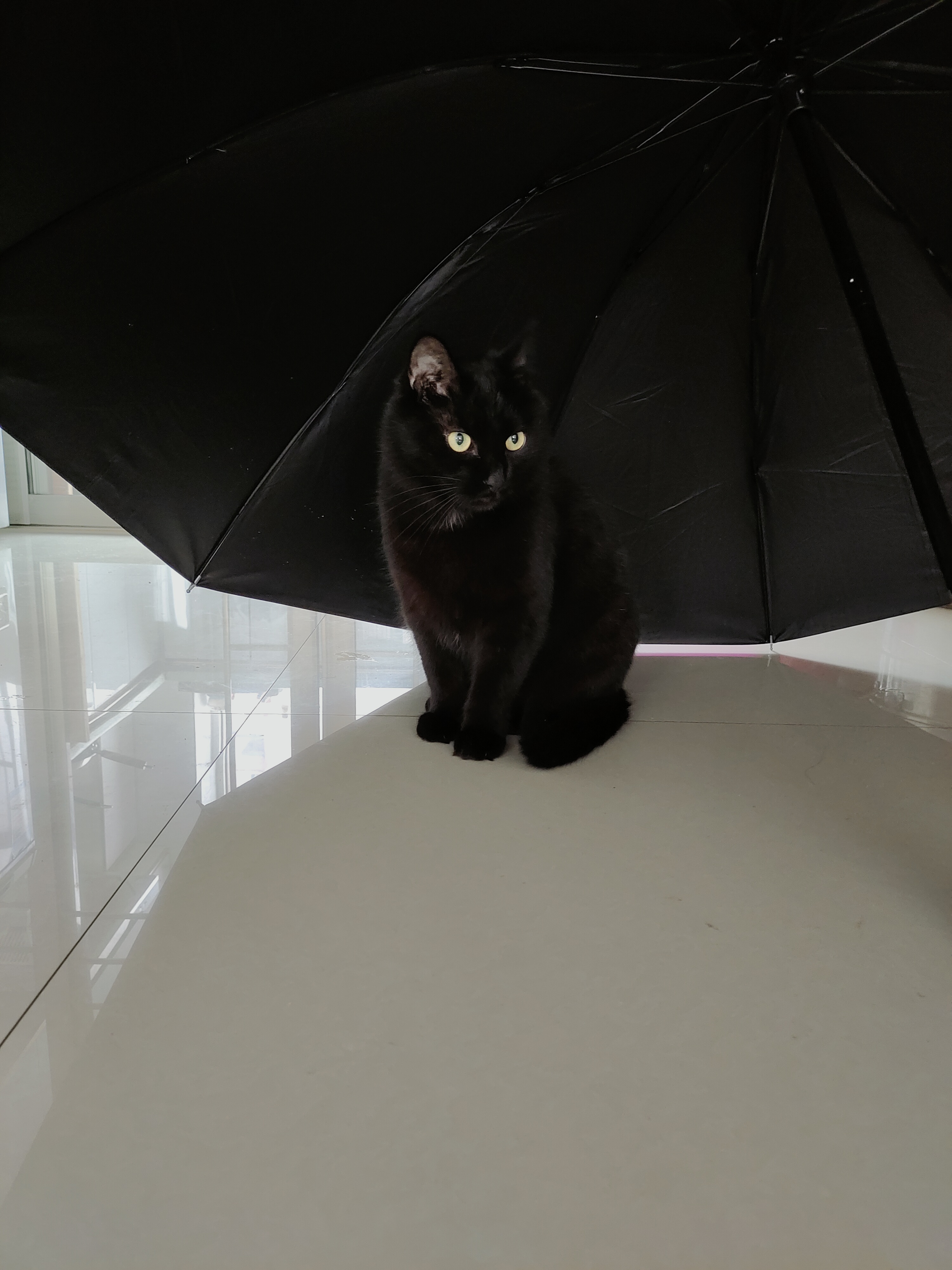 我们家有只巨爱打伞的猫.