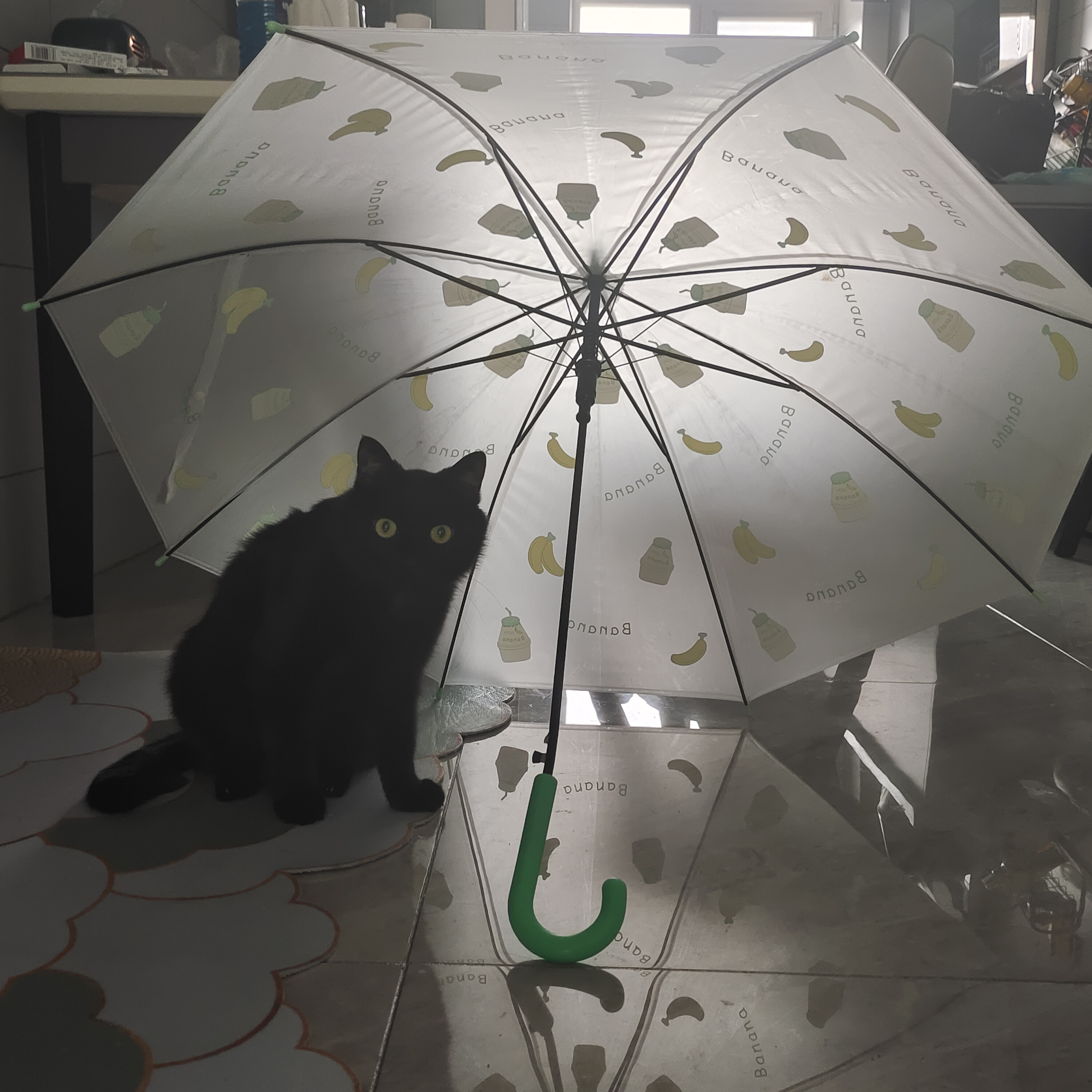 我们家有只巨爱打伞的猫.