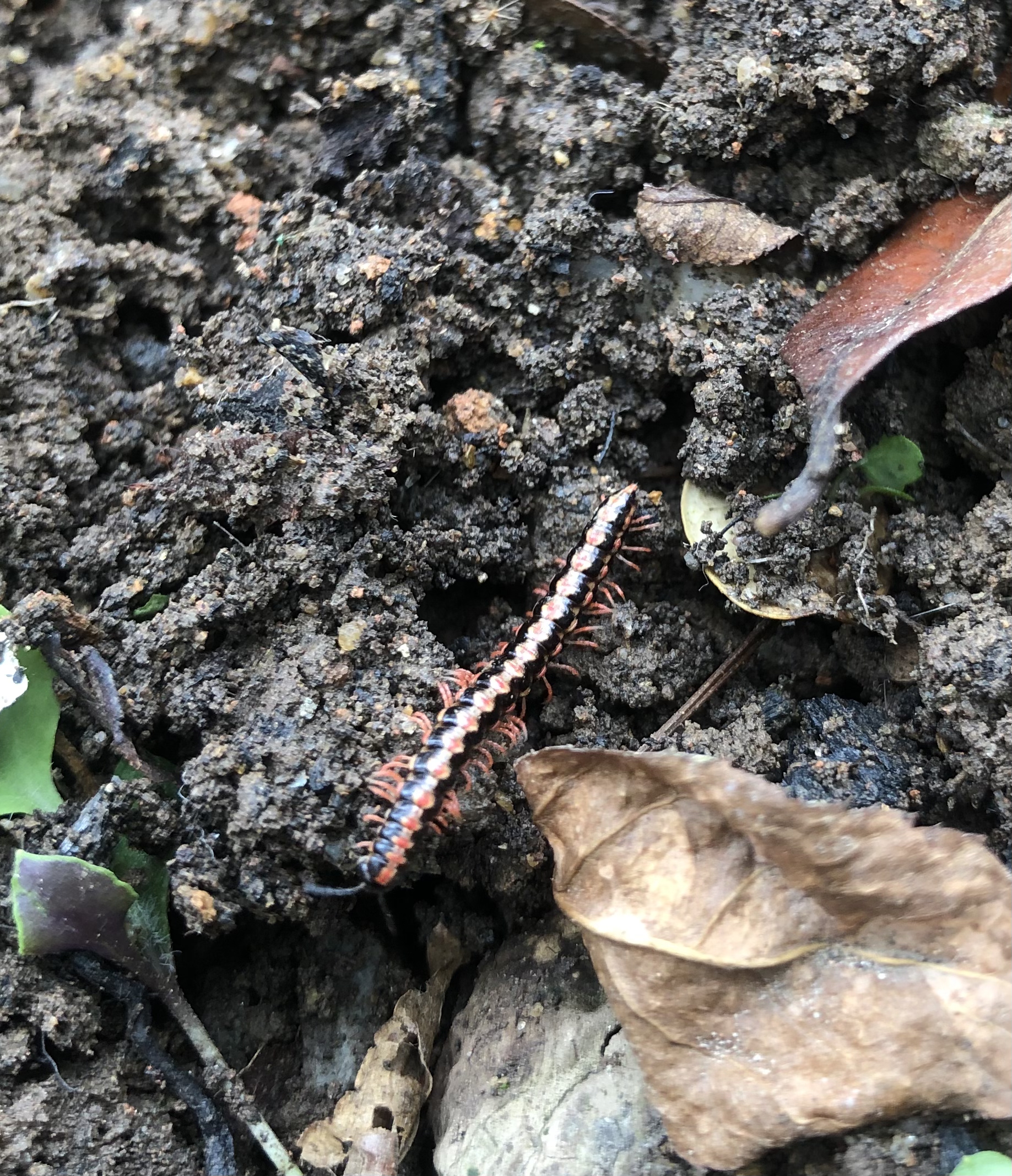 花土里常见的虫子图片图片