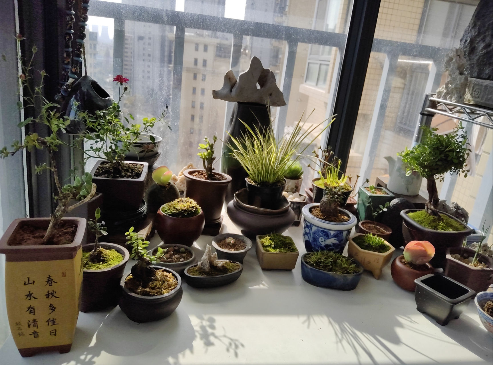 3平米小台面上有20多盆小绿植,最喜欢的就是唐印,五刺梅和季蔷薇.