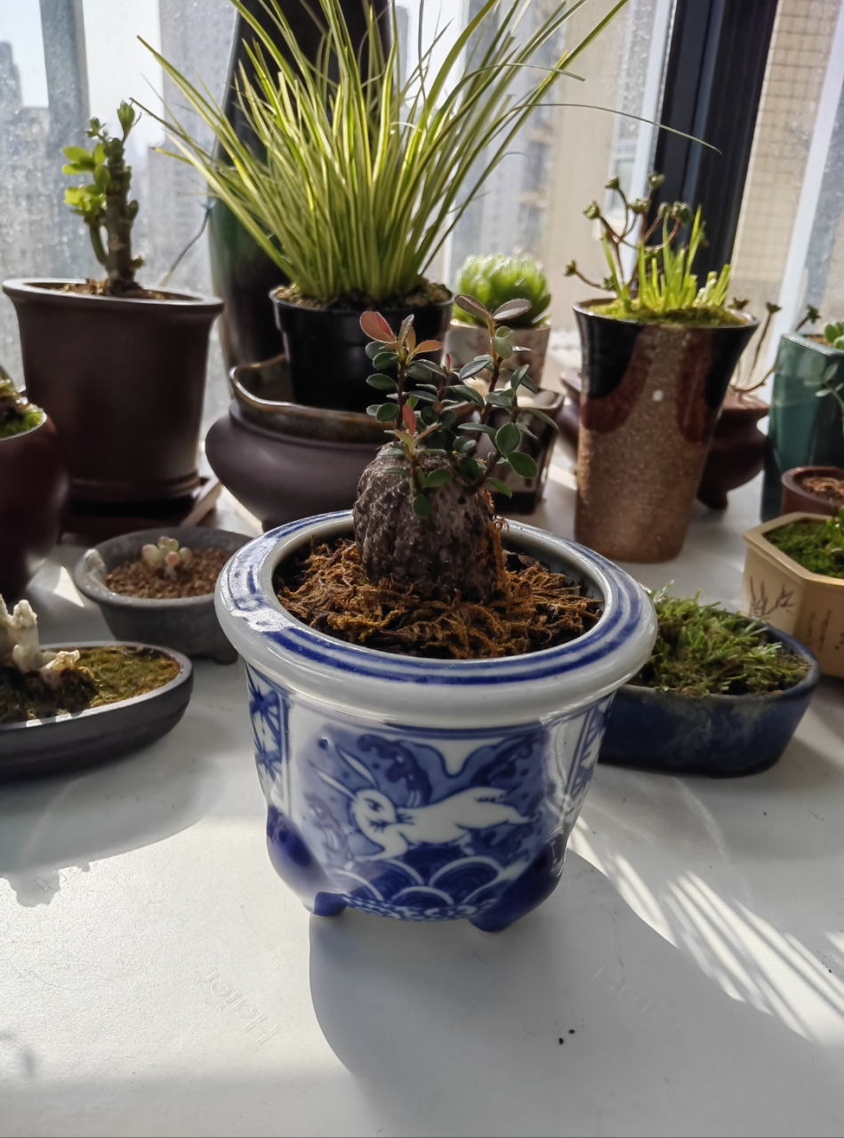 3平米小台面上有20多盆小绿植,最喜欢的就是唐印,五刺梅和季蔷薇.