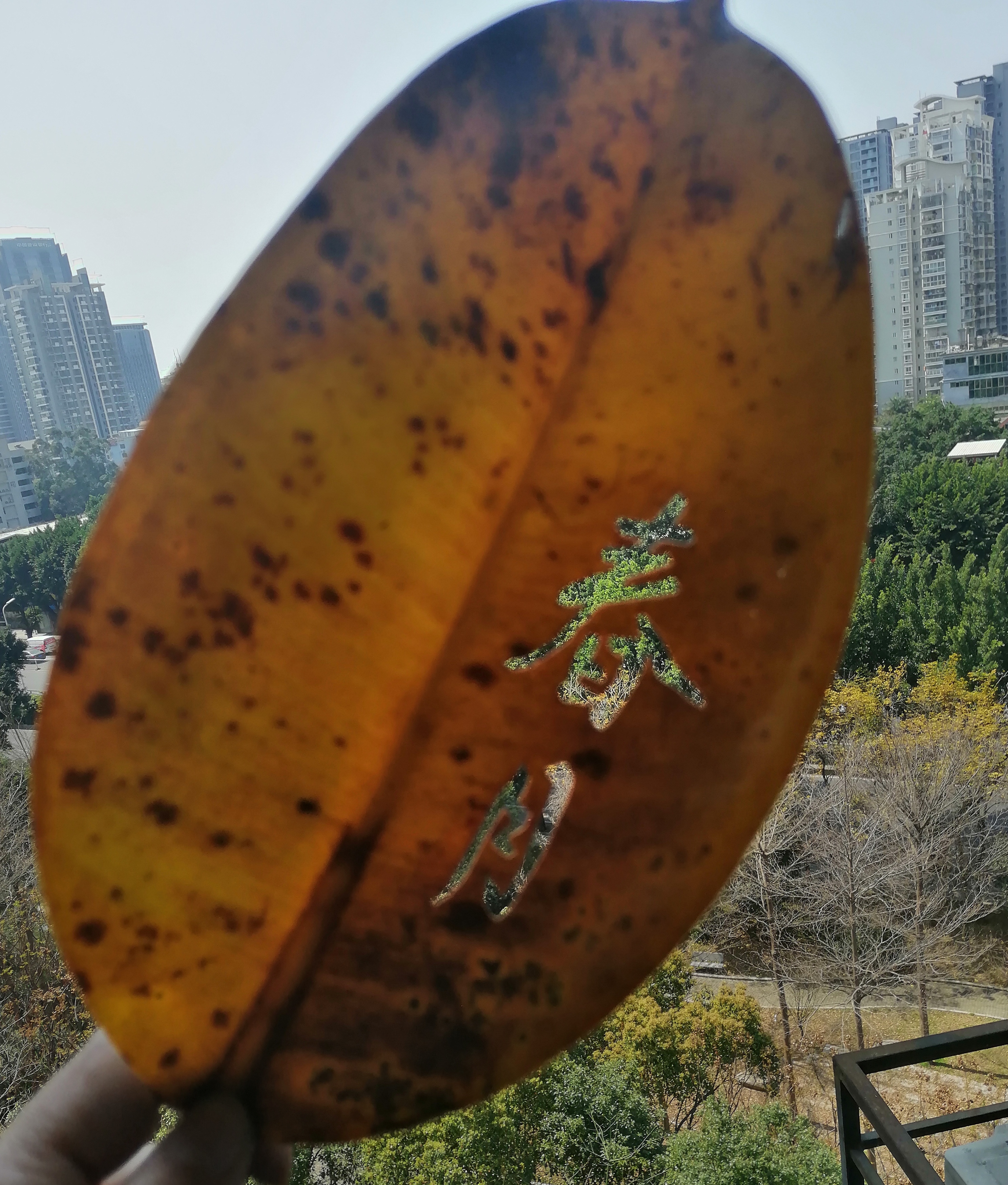 醉在雨河歌谱图片