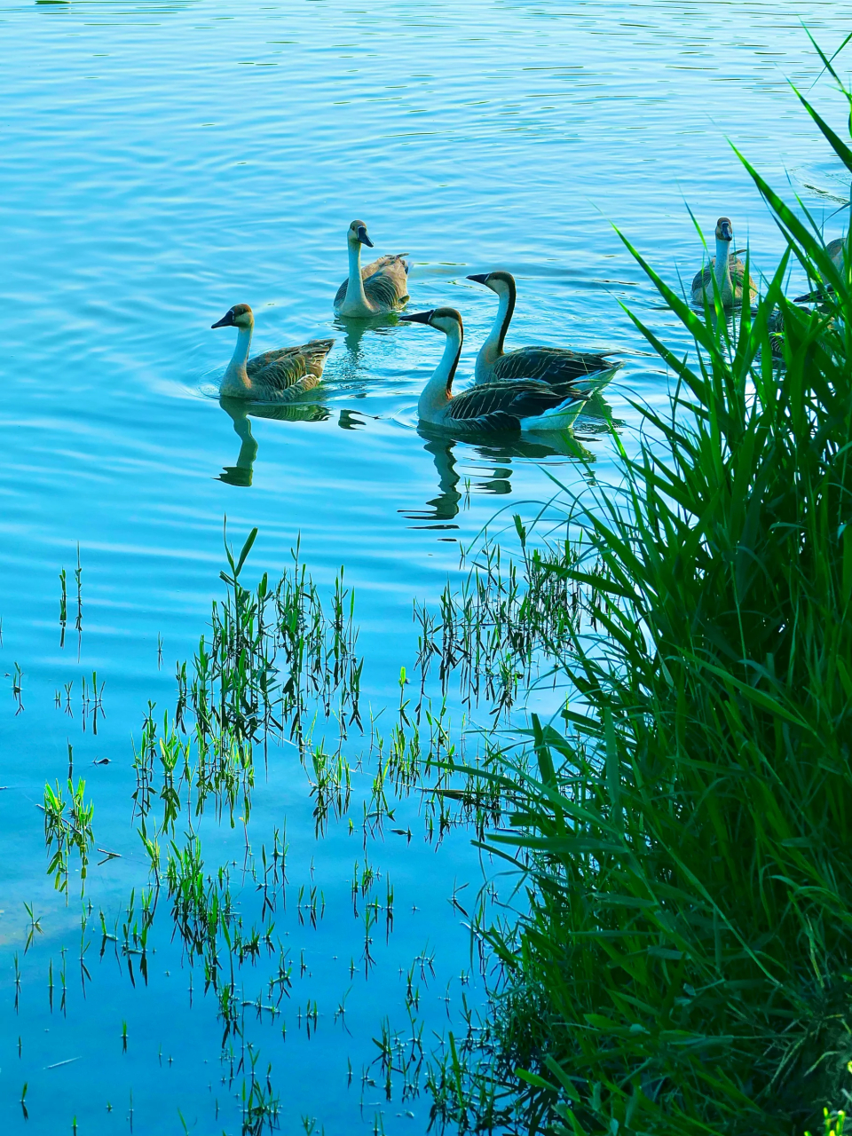 在清澈的湖面上,鸭子犹如精灵般悠然自得,画面超级治愈