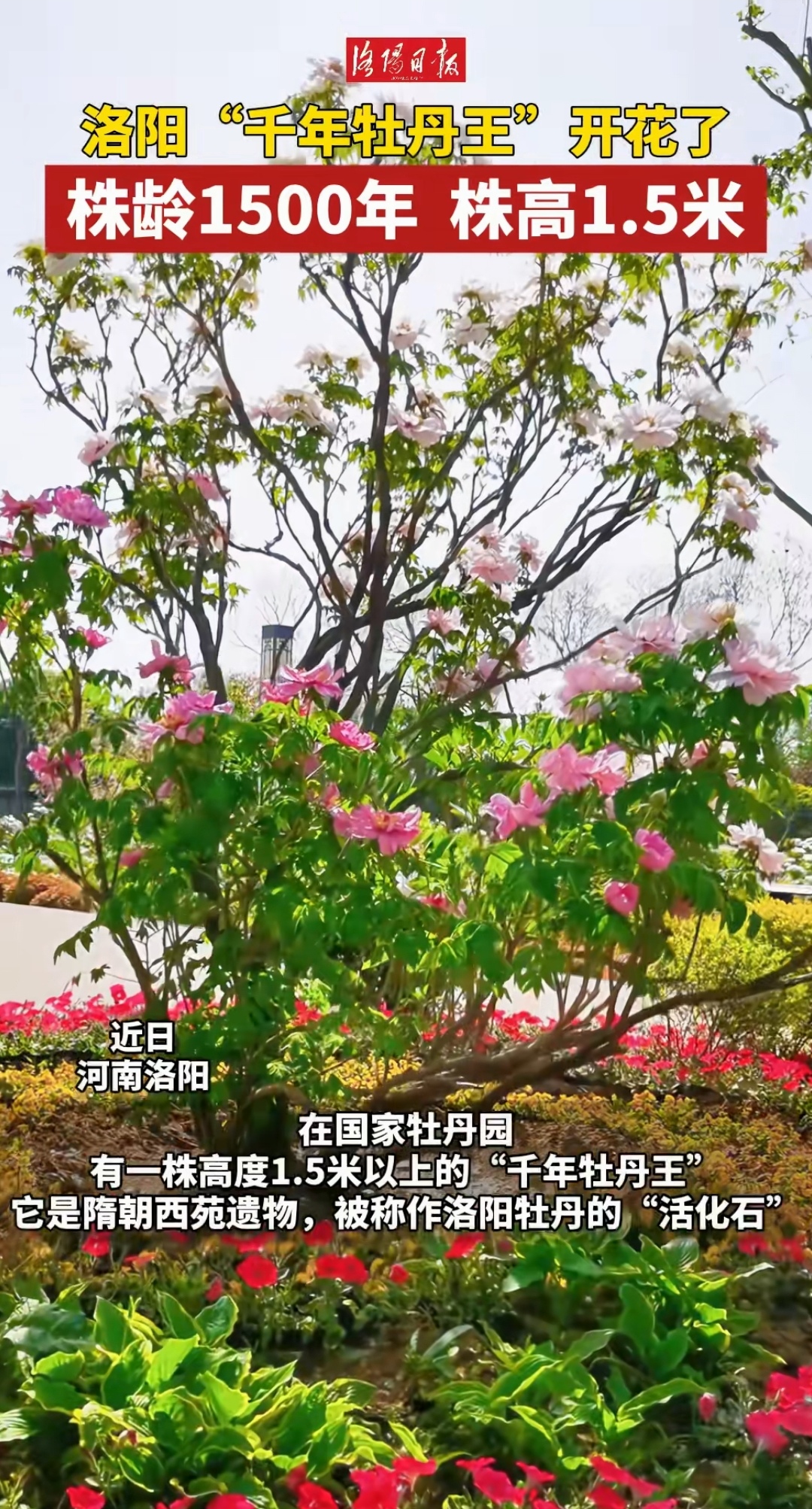 洛阳"千年牡丹王"开花了株龄1500年株高1