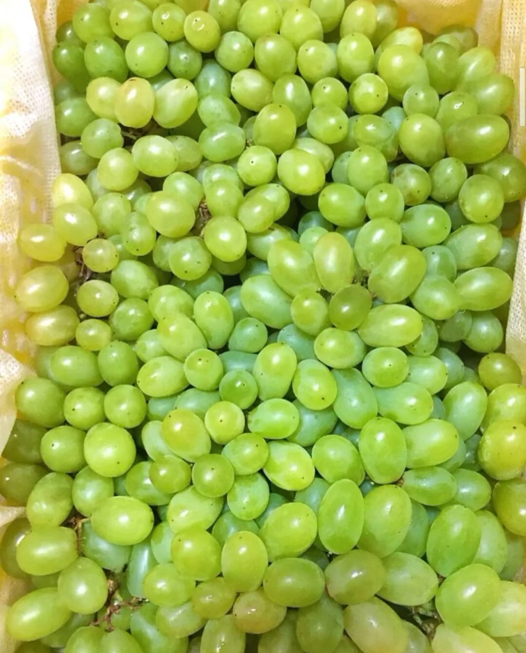 无核白葡萄是葡萄的一个品种,一年中特定季节成熟,原生分布地位于欧洲