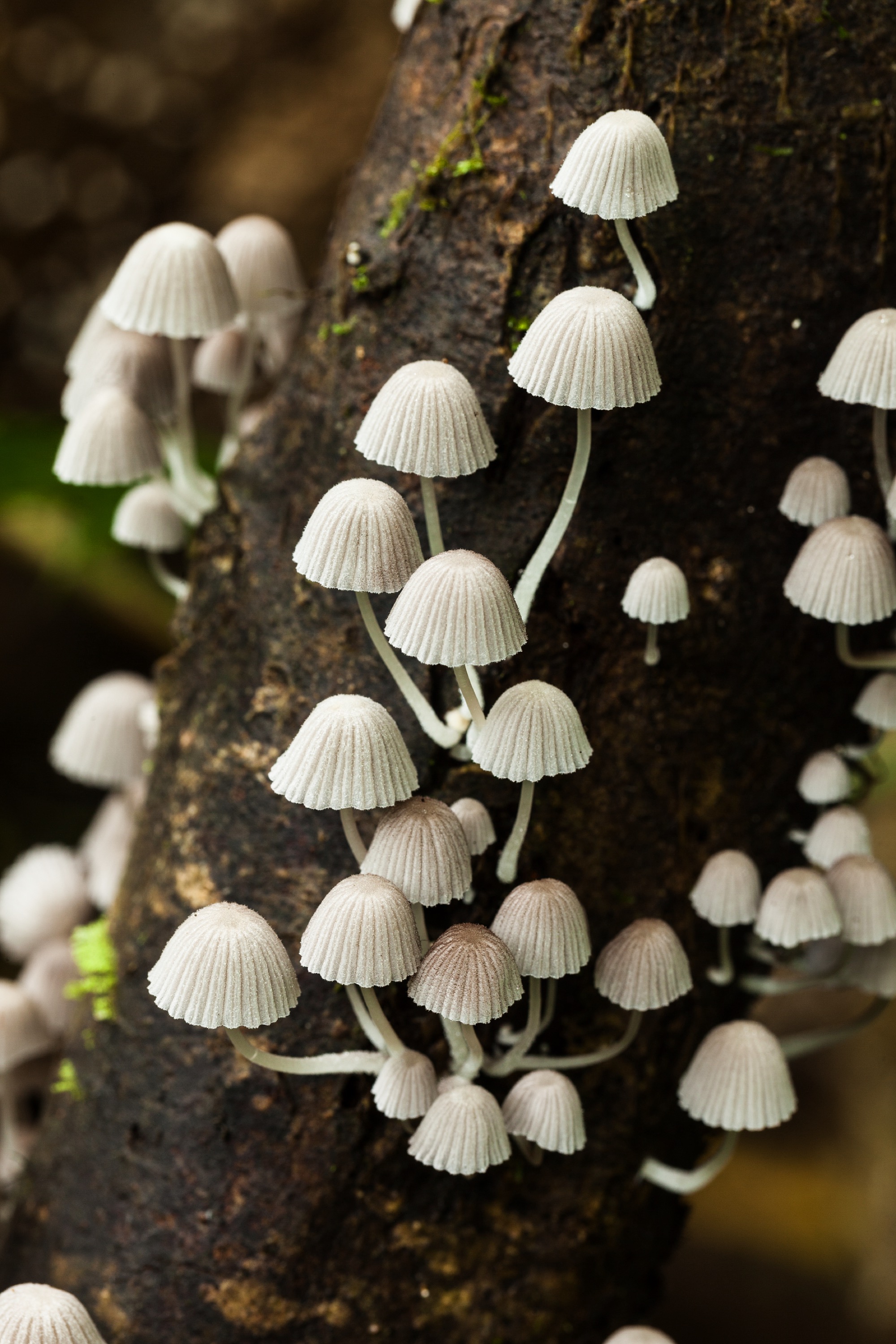 潮湿的树干上长出一个一个精致的白色伞状小蘑菇,摄于哥斯达黎加热带