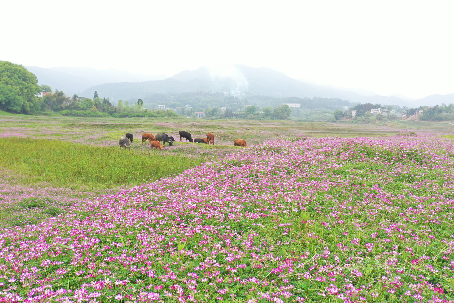 新化湿地公园图片