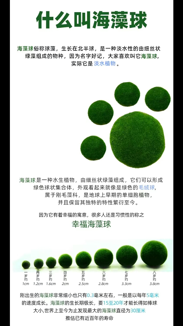 我养了一只,非常可爱!旁边放上几条鱼都非常喜欢海藻球!