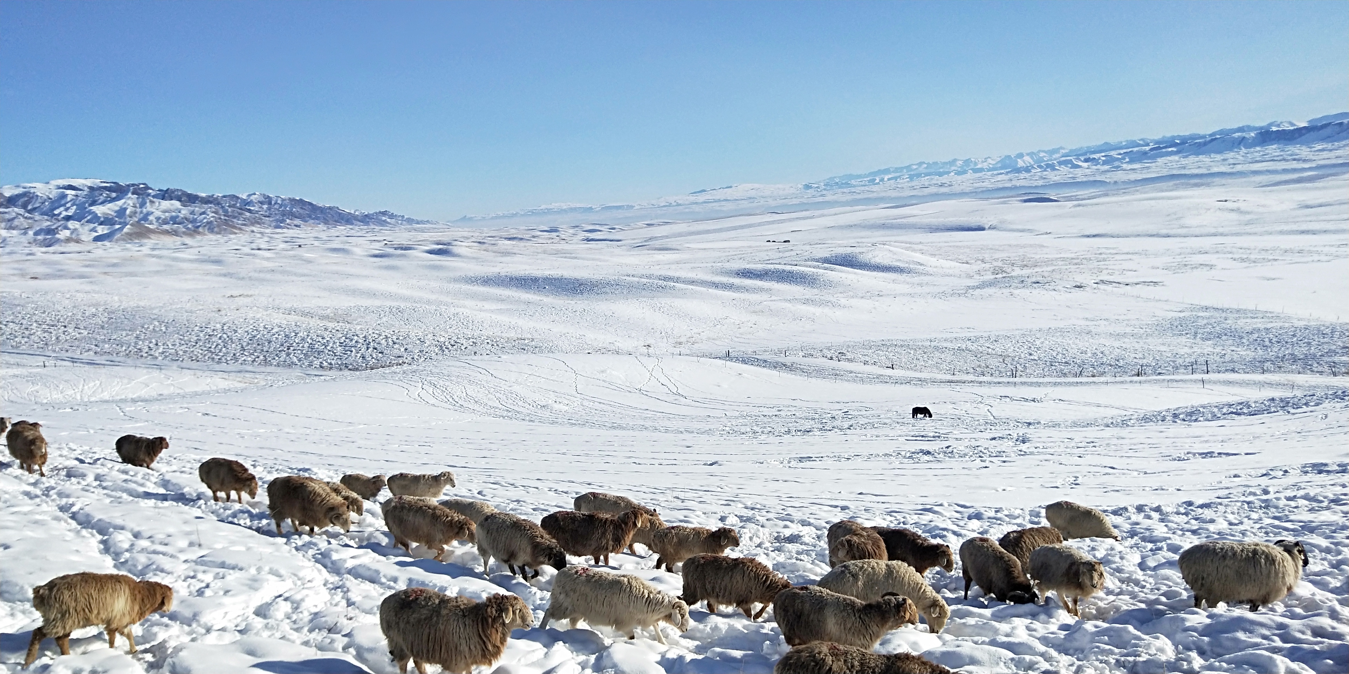 今日阳光明媚,我带着一群小羊去山坡上放羊.