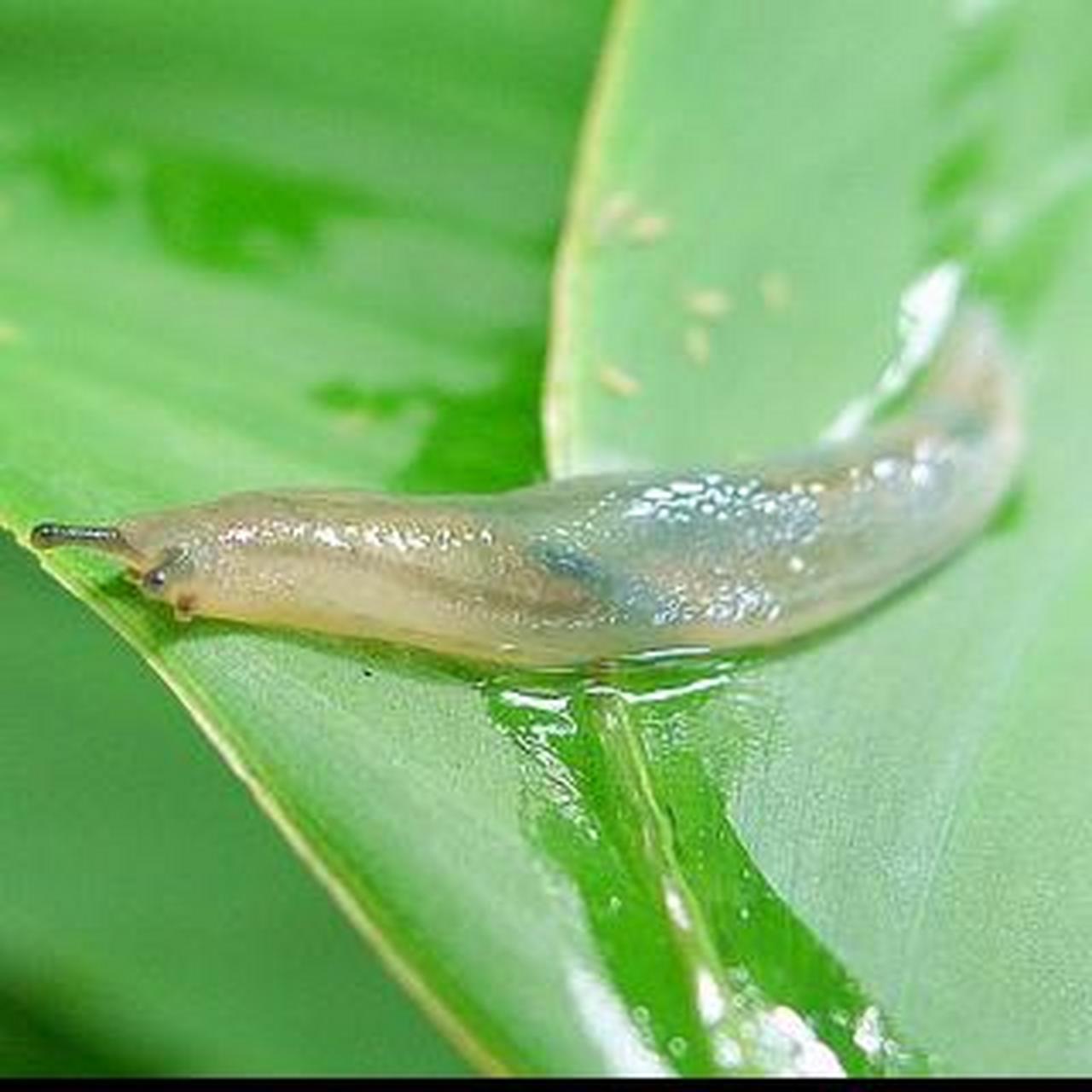 咀嚼式常见害虫——蛞蝓 常见害虫——蛞蝓 蛞蝓为腹足纲,柄眼目,蛞蝓