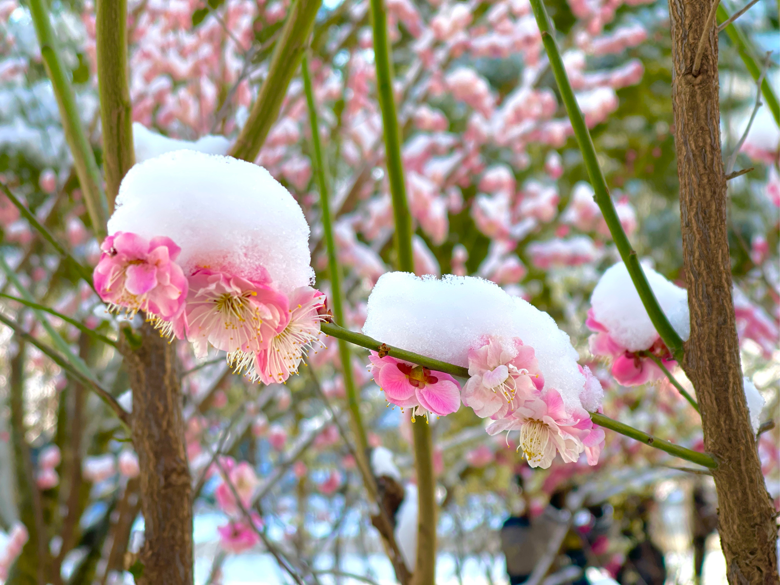 雪映梅花梅映雪图片