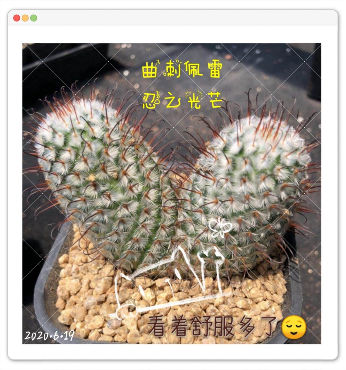 直刺佩雷仙人球—满身直刺,光芒四射,那刺啊看着就疼!