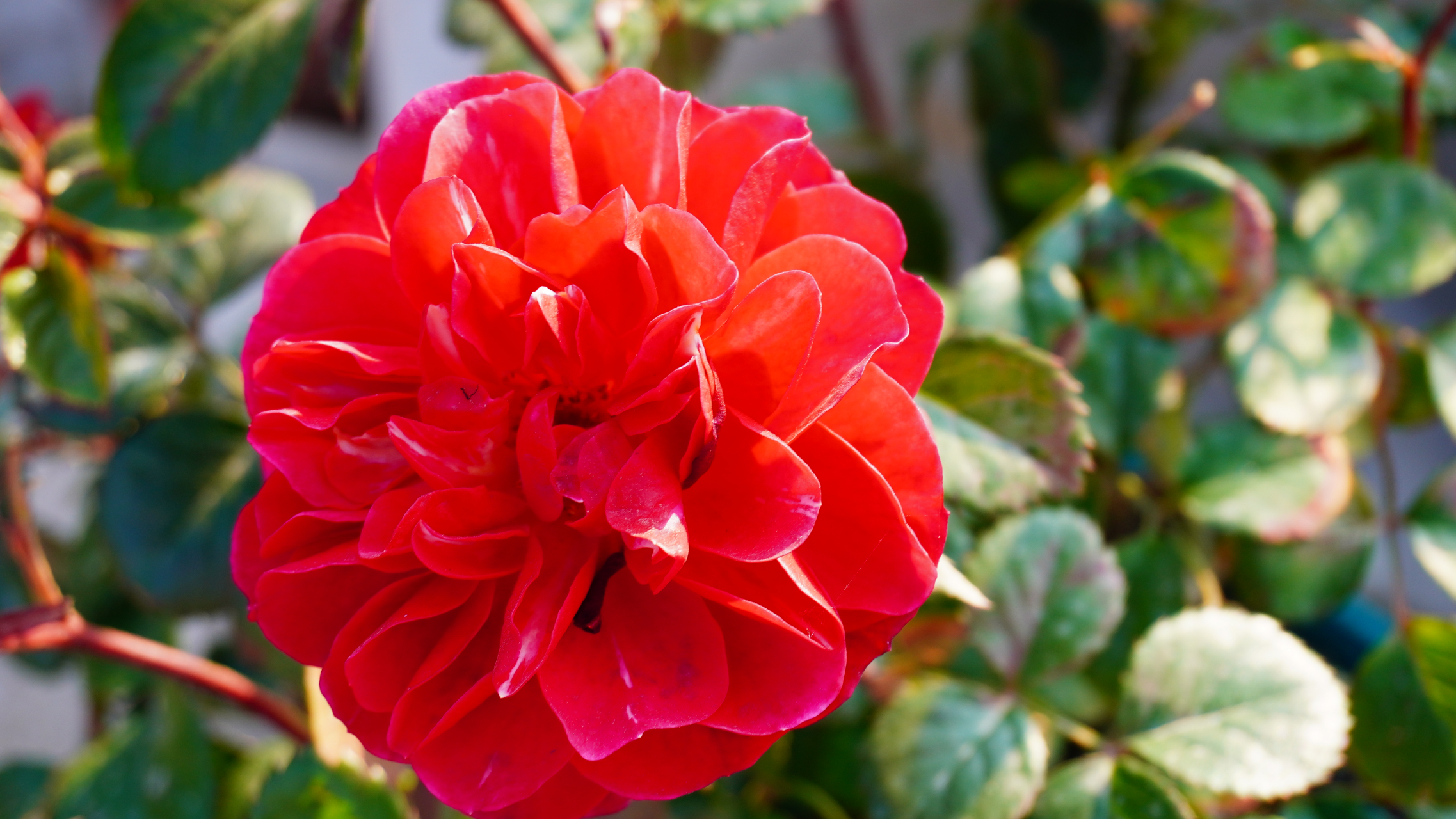 绝色果汁阳台月季