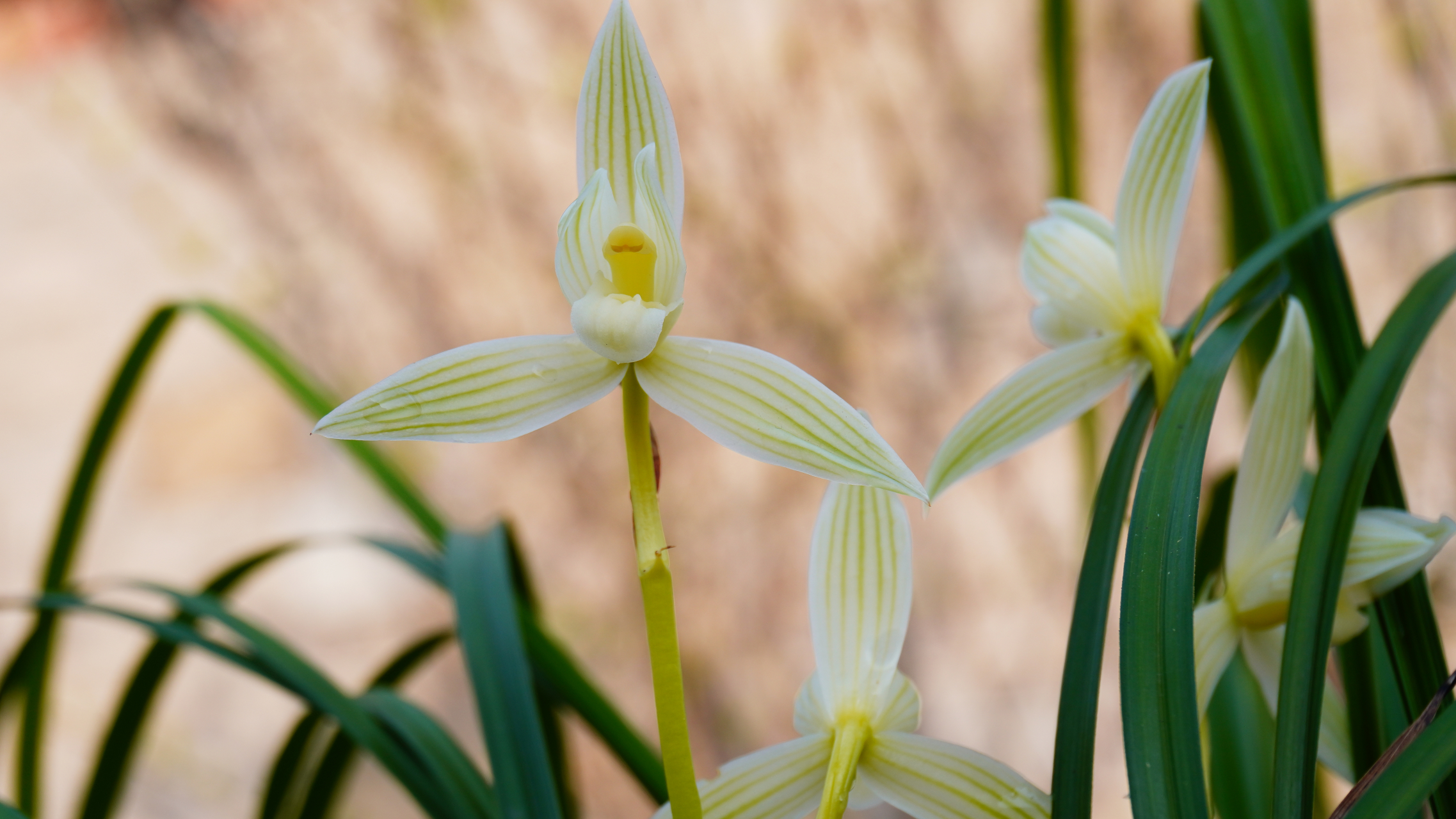 莲瓣兰 碧龙玉素