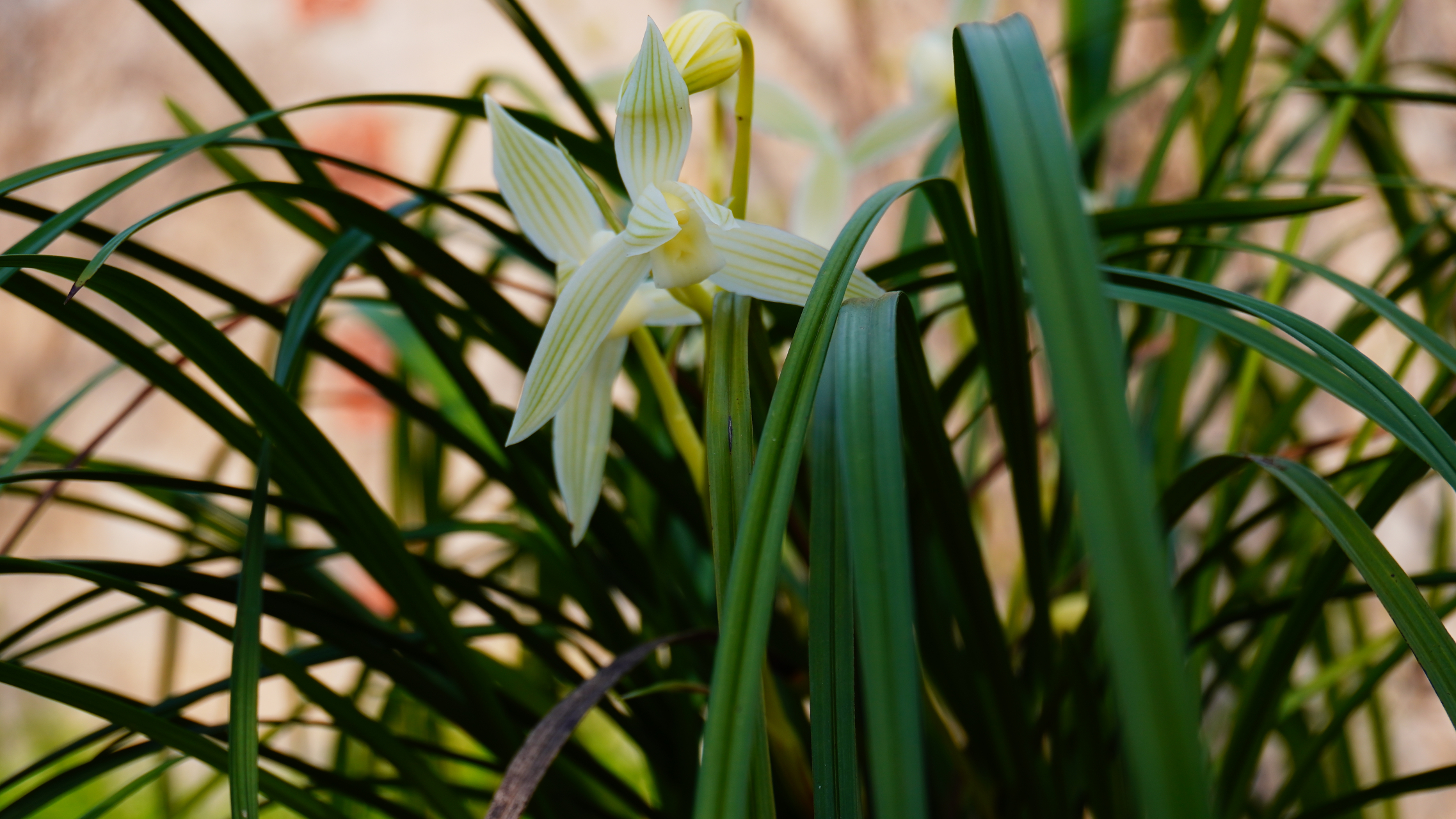 莲瓣兰 碧龙玉素