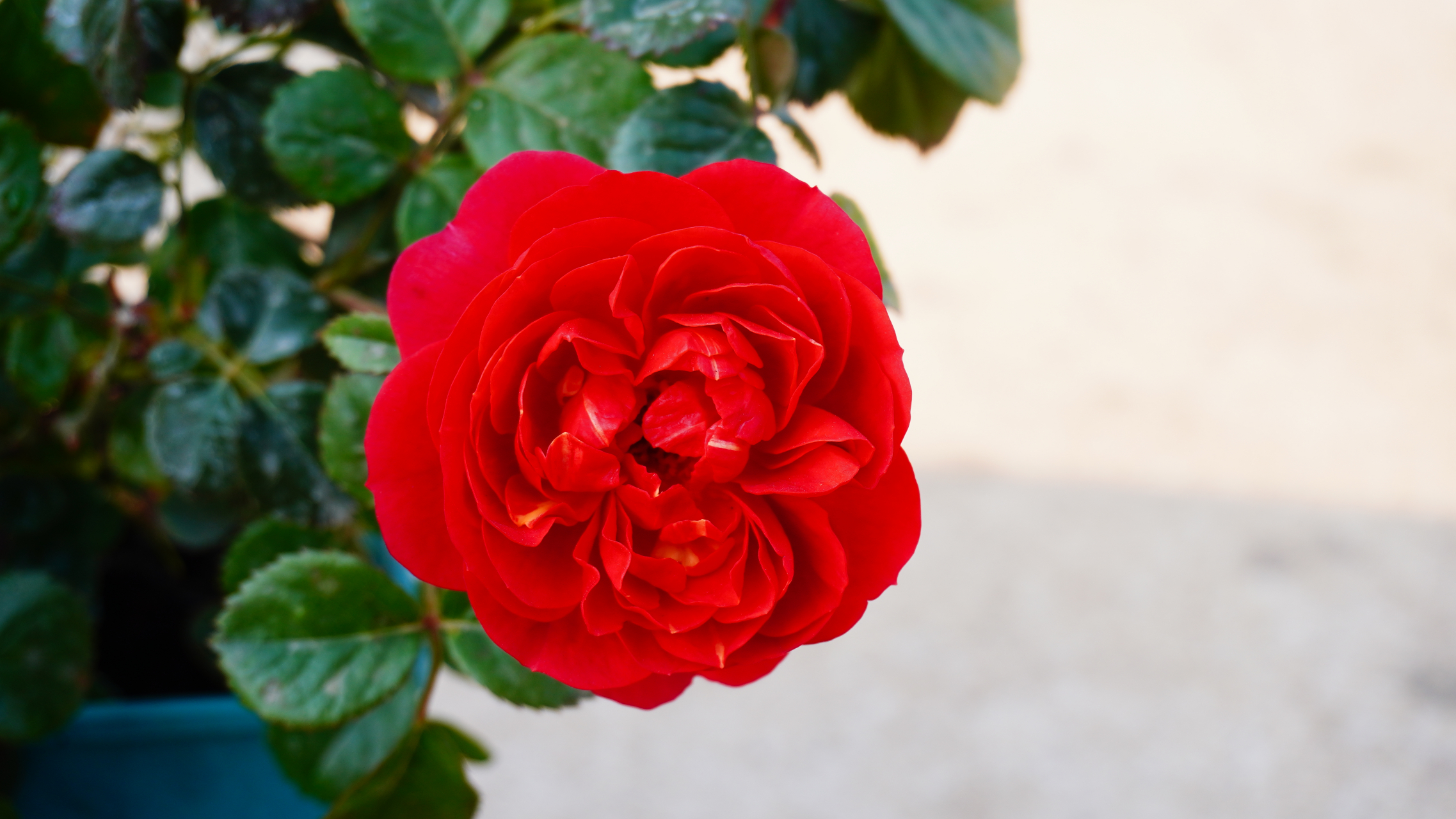 绝色果汁阳台月季