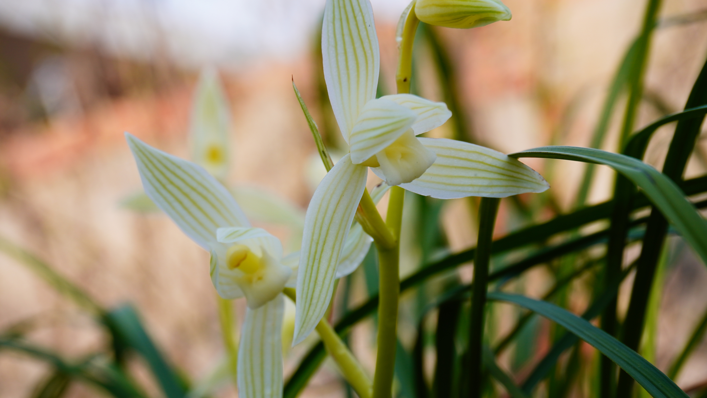 莲瓣兰 碧龙玉素
