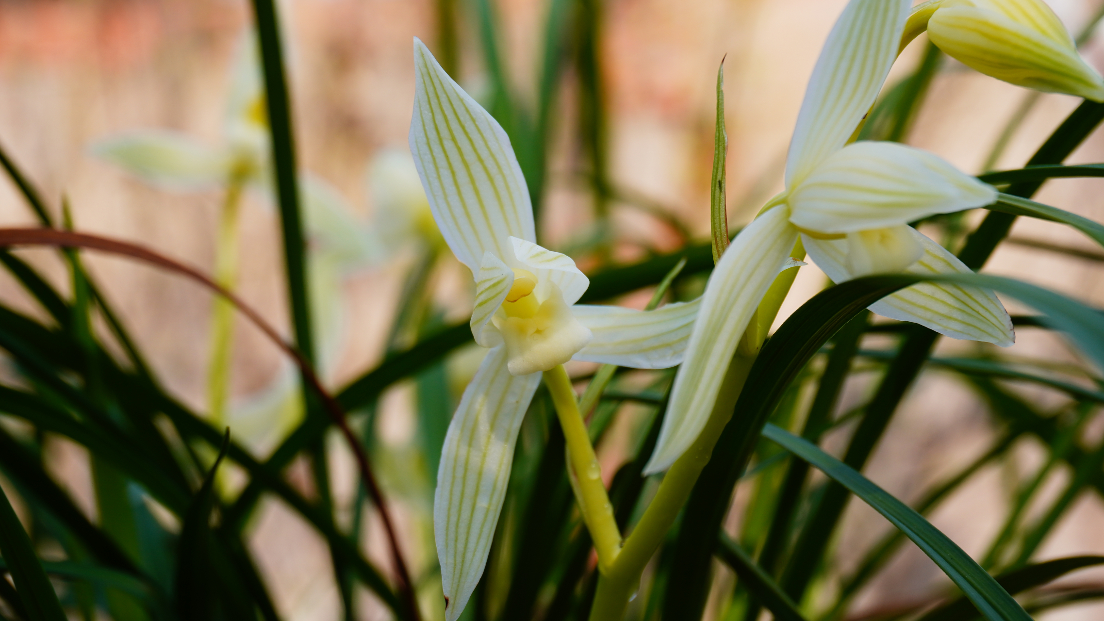 莲瓣兰 碧龙玉素
