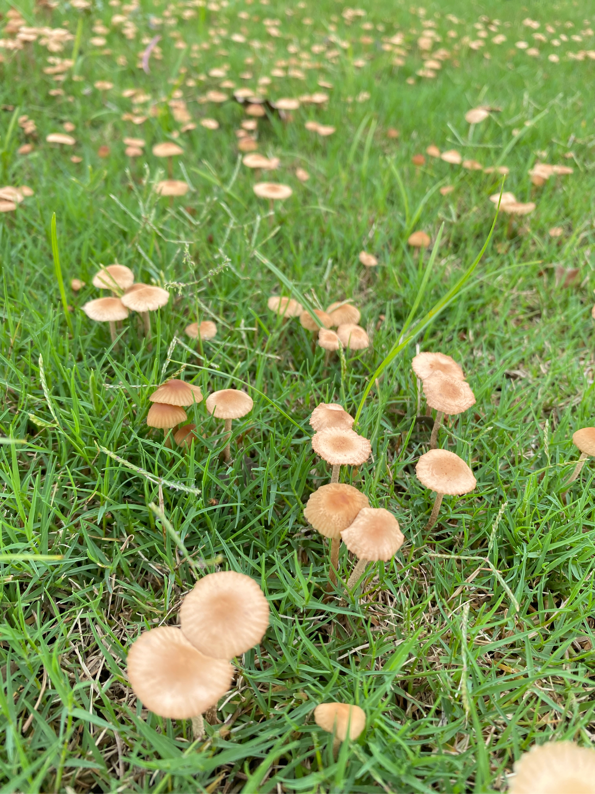 草地上的蘑菇图片