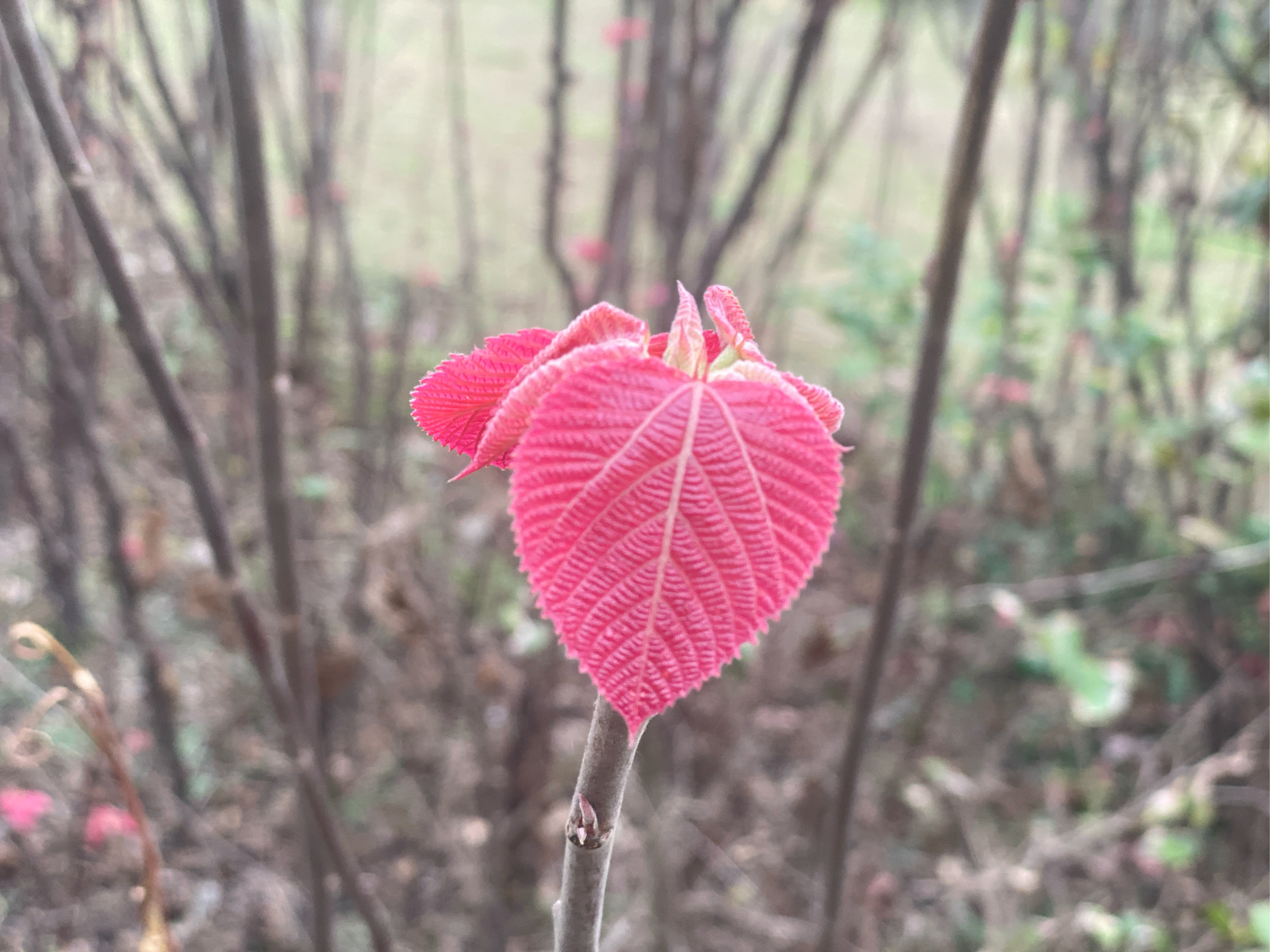 红叶树开花图片图片