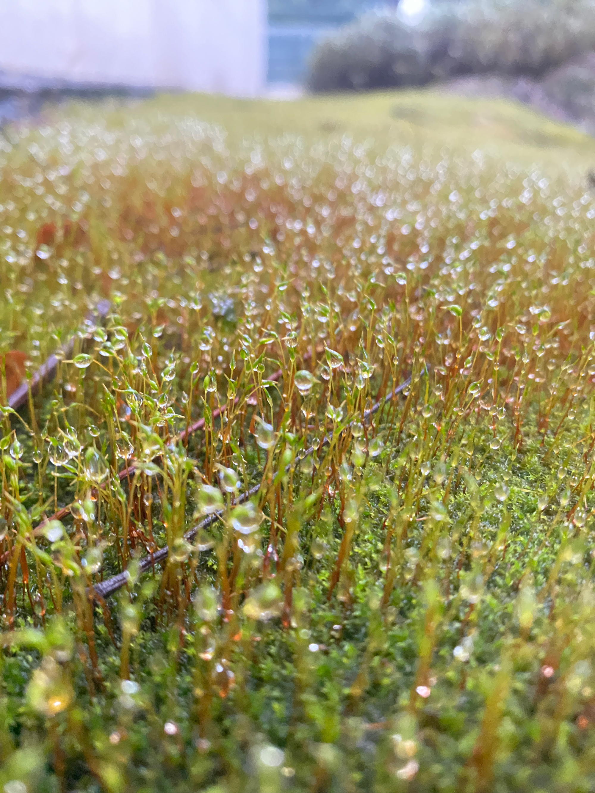 苔花寓意图片