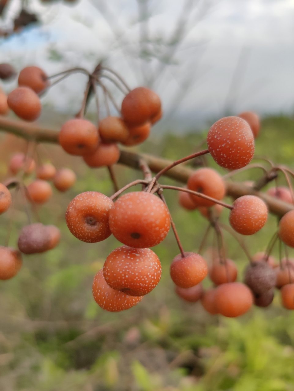 92 诱人的水果挂满树梢,吸引着路人的目光.