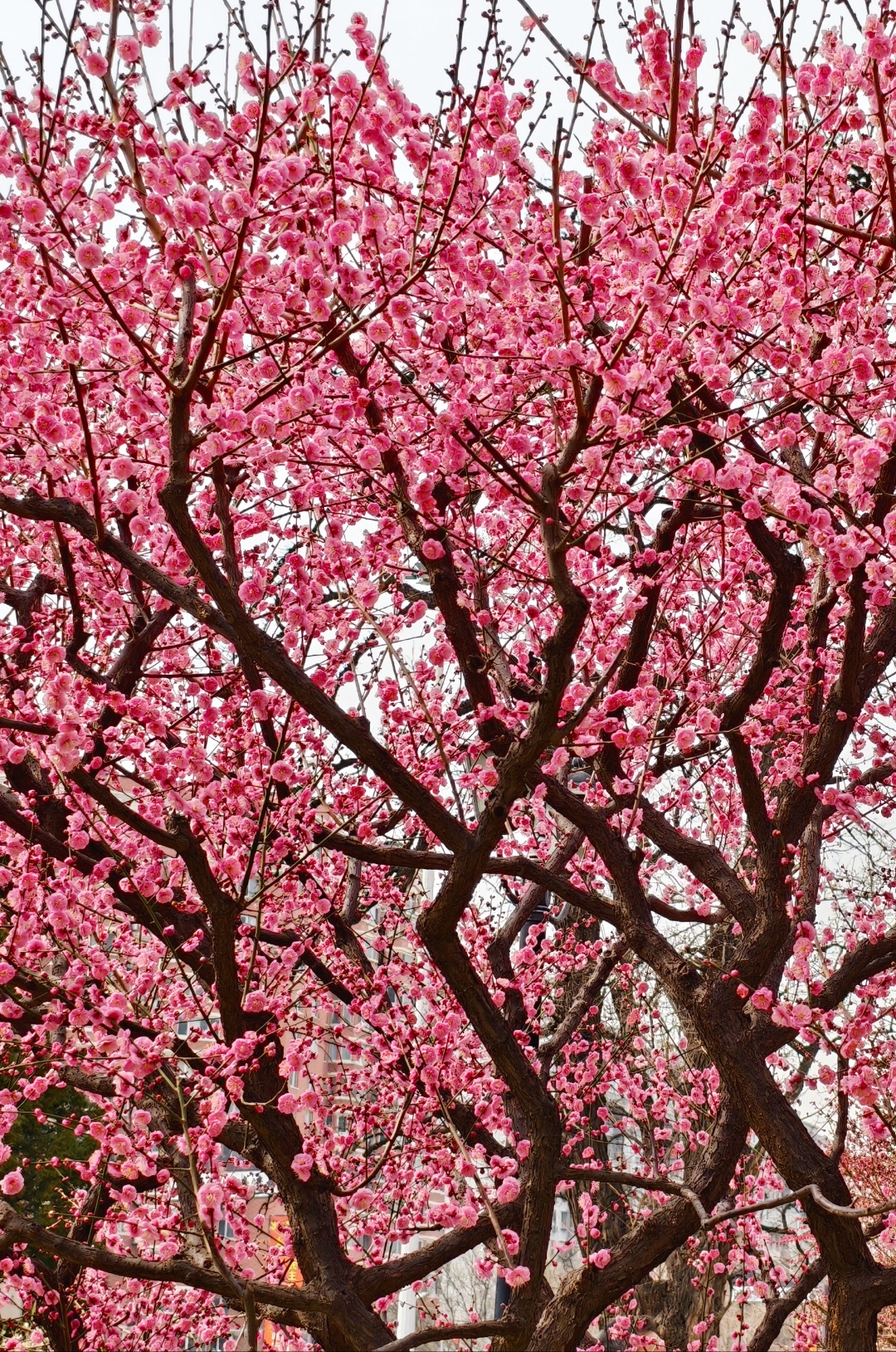 三月北京赏花最佳地,明城墙遗址公园主打各种梅花