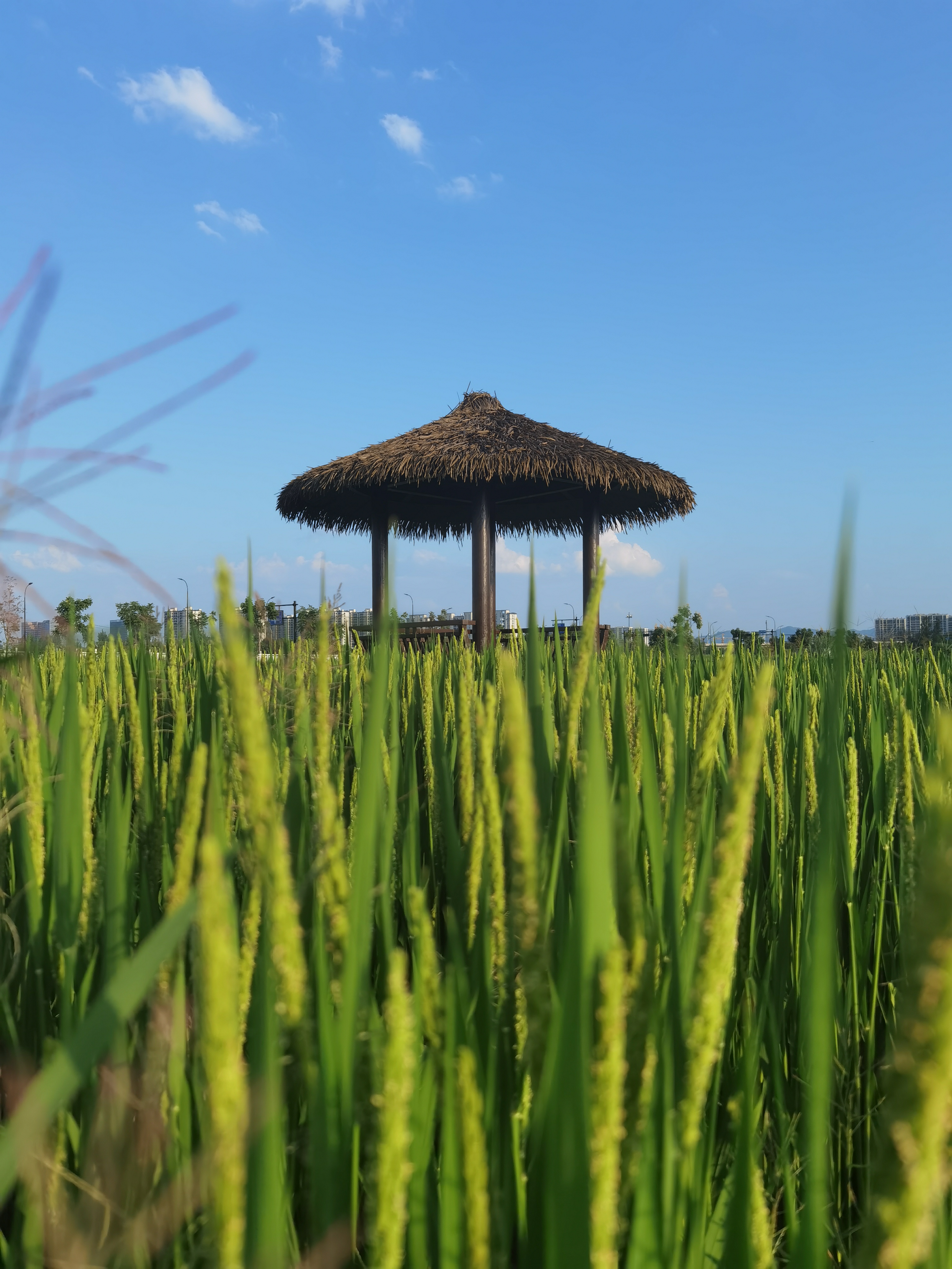 金色的稻穗在阳光下摇曳生姿,仿佛在跳动着丰收的舞蹈.