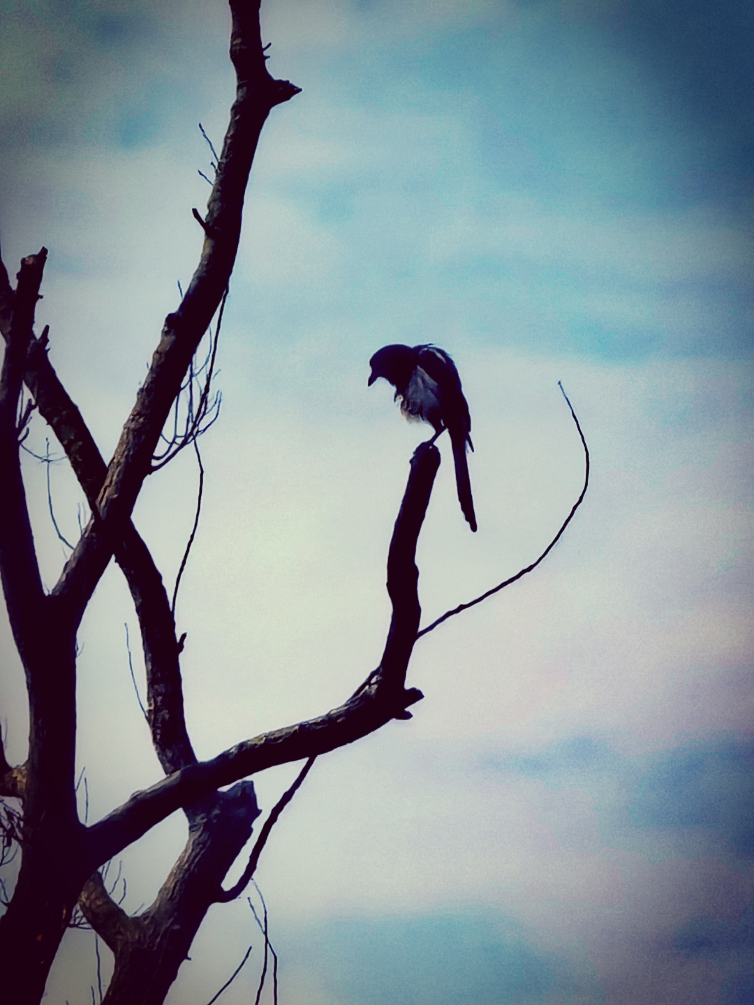 枯藤老树昏鸦,小桥流水人家,古道西风瘦马.夕阳西下,流浪人在天涯