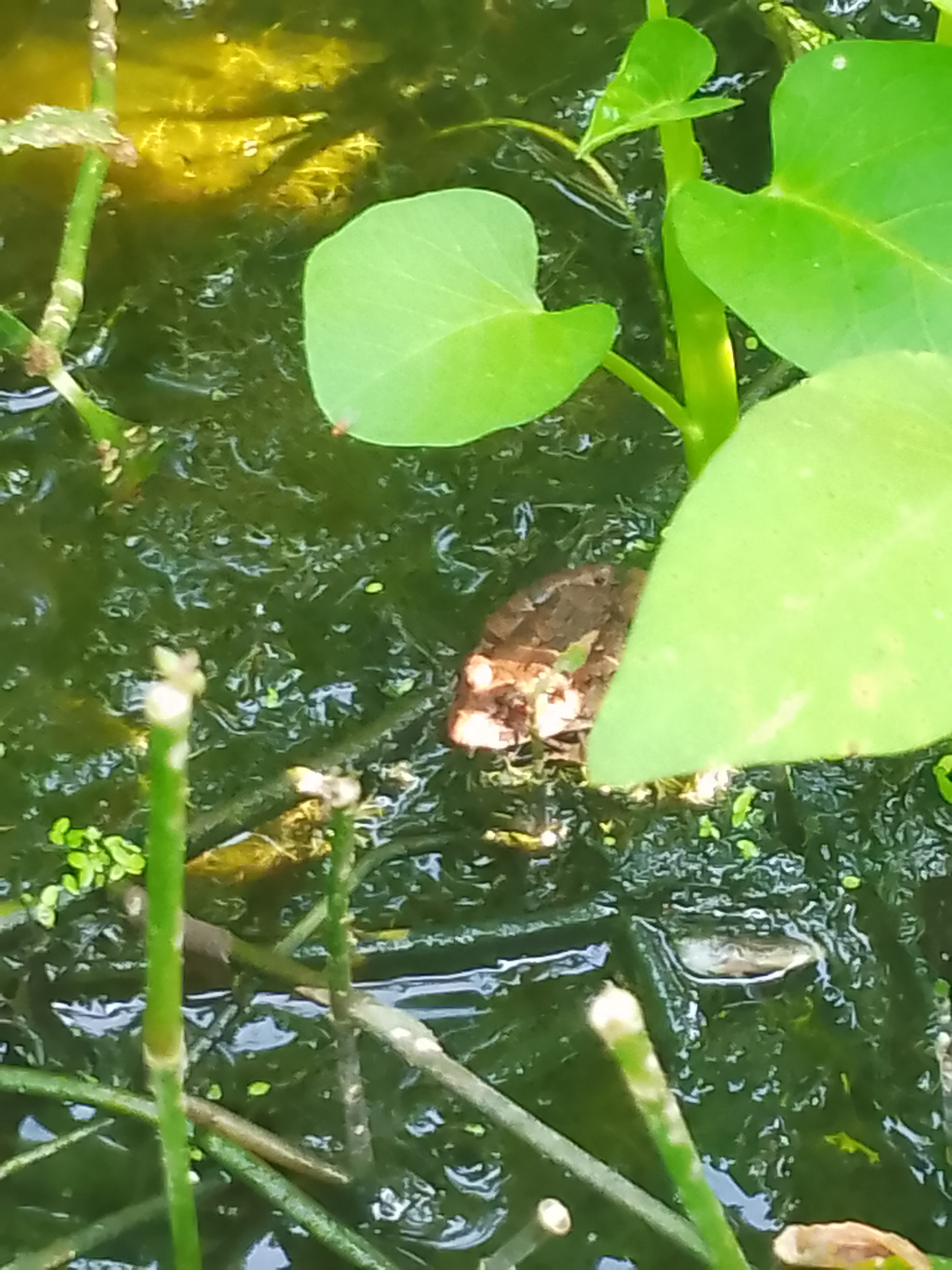 不知情的还以为我在养蛙[左捂脸] 这天气热的,泽陆蛙和沼水蛙都跑水池