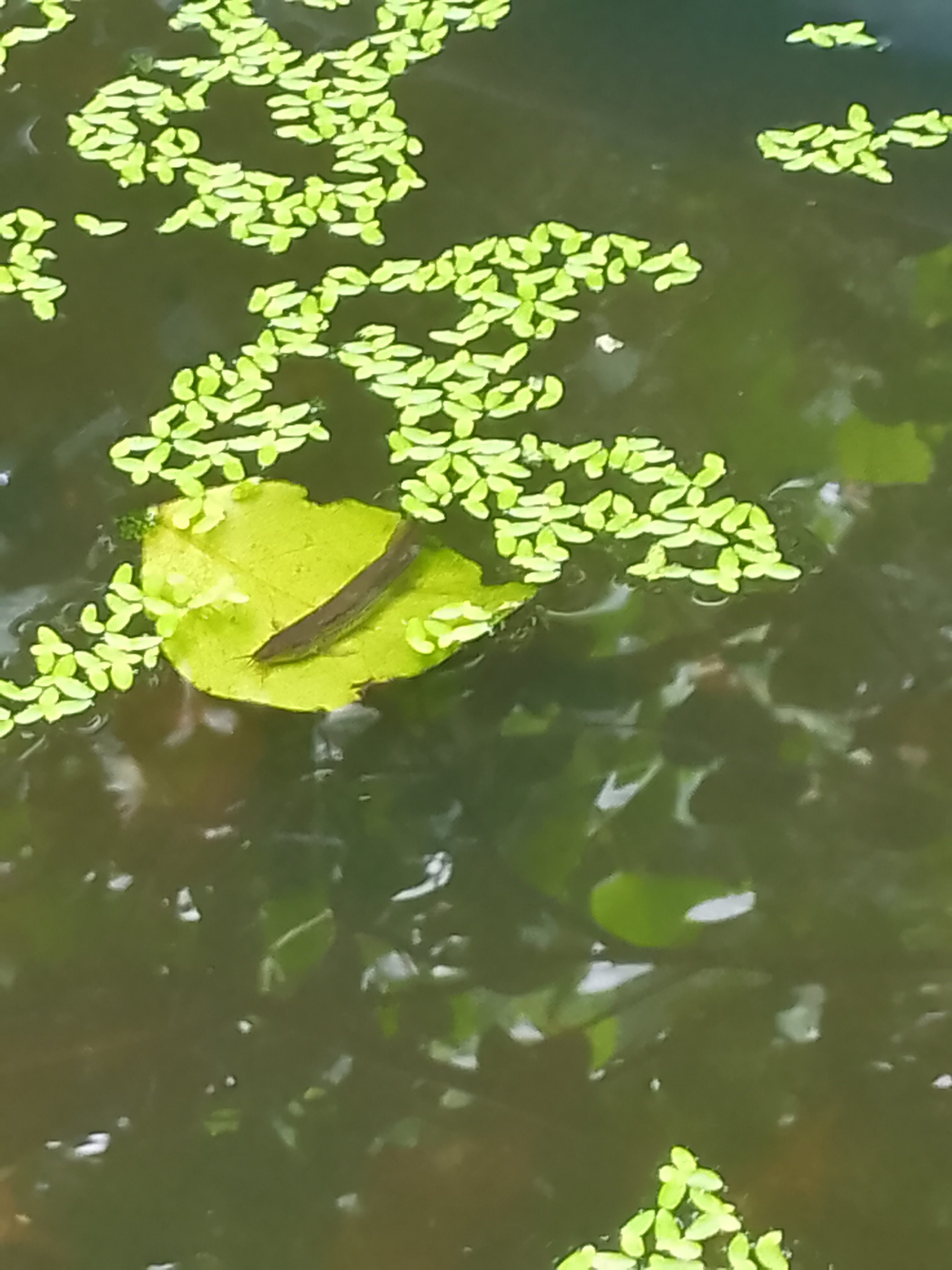 一条泥鳅趴在柚子树叶上,看起来是岁月静好,隐藏的内容却值得警惕,当