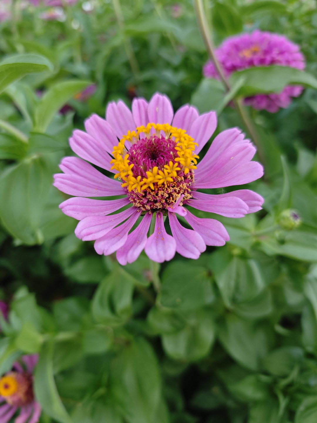 百日菊,花瓣舒展,如阳光绽放在枝头