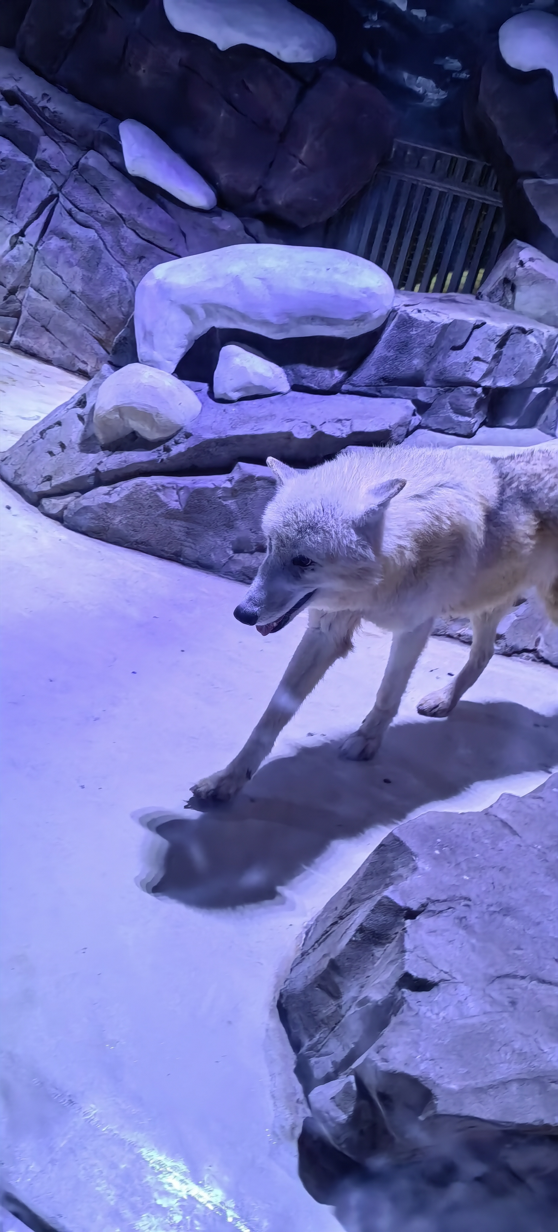 狼的孤独,是对自由的热爱;战争的残酷,更显出和平的宝贵.