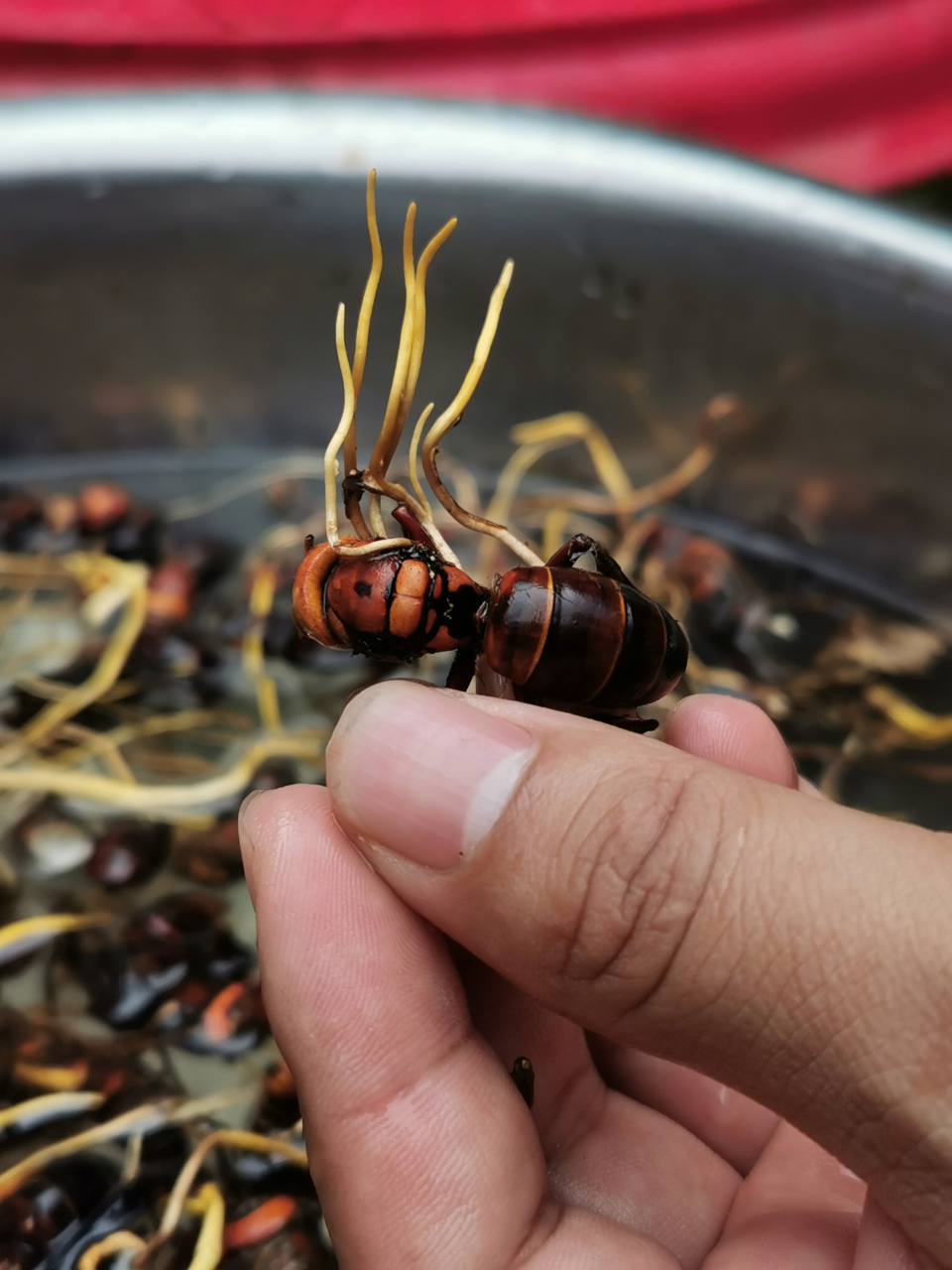 蜂虫草 无所不能的度娘 这里可有人知道这"蜂虫草"都有什么功效?