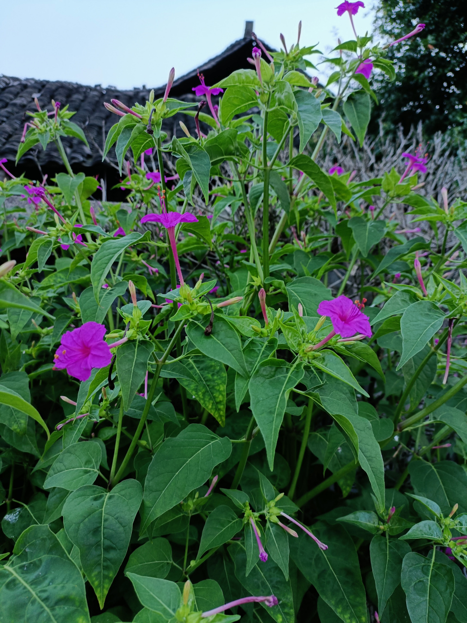 这是种在家门口的花,不知道学名是什么,我们叫烟竹花,只有在早晚开放