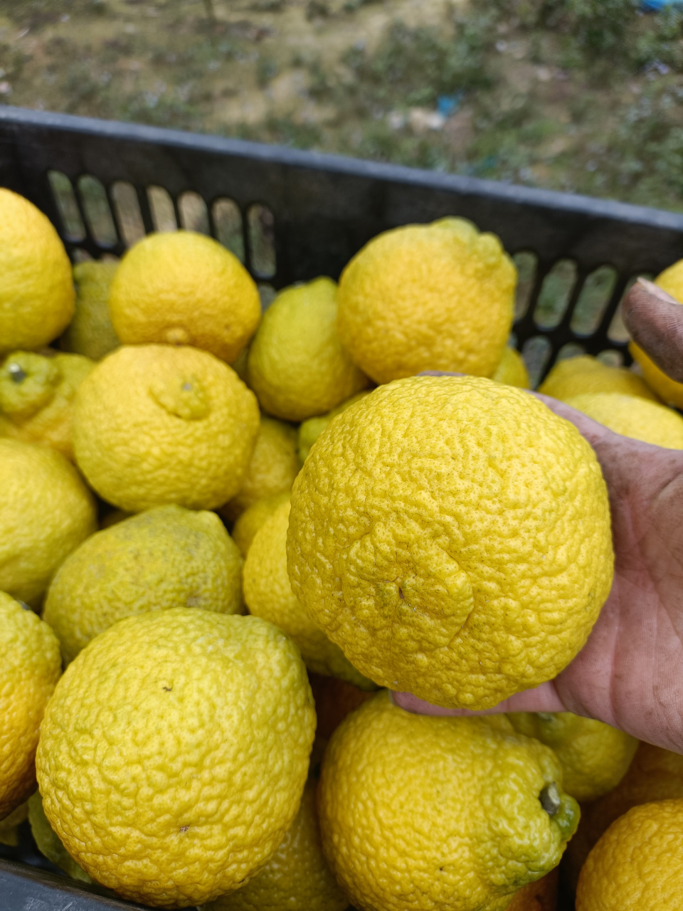 黄金贡柚开园啦#记录农村生活日常