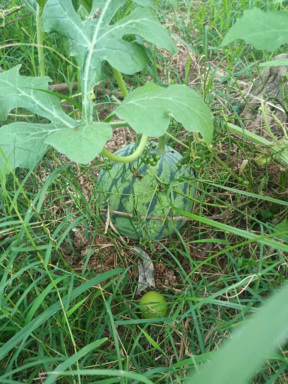 地里正成熟的西瓜,田里快要老去的玉米,夹杂着几块水塘,里面种着莲藕