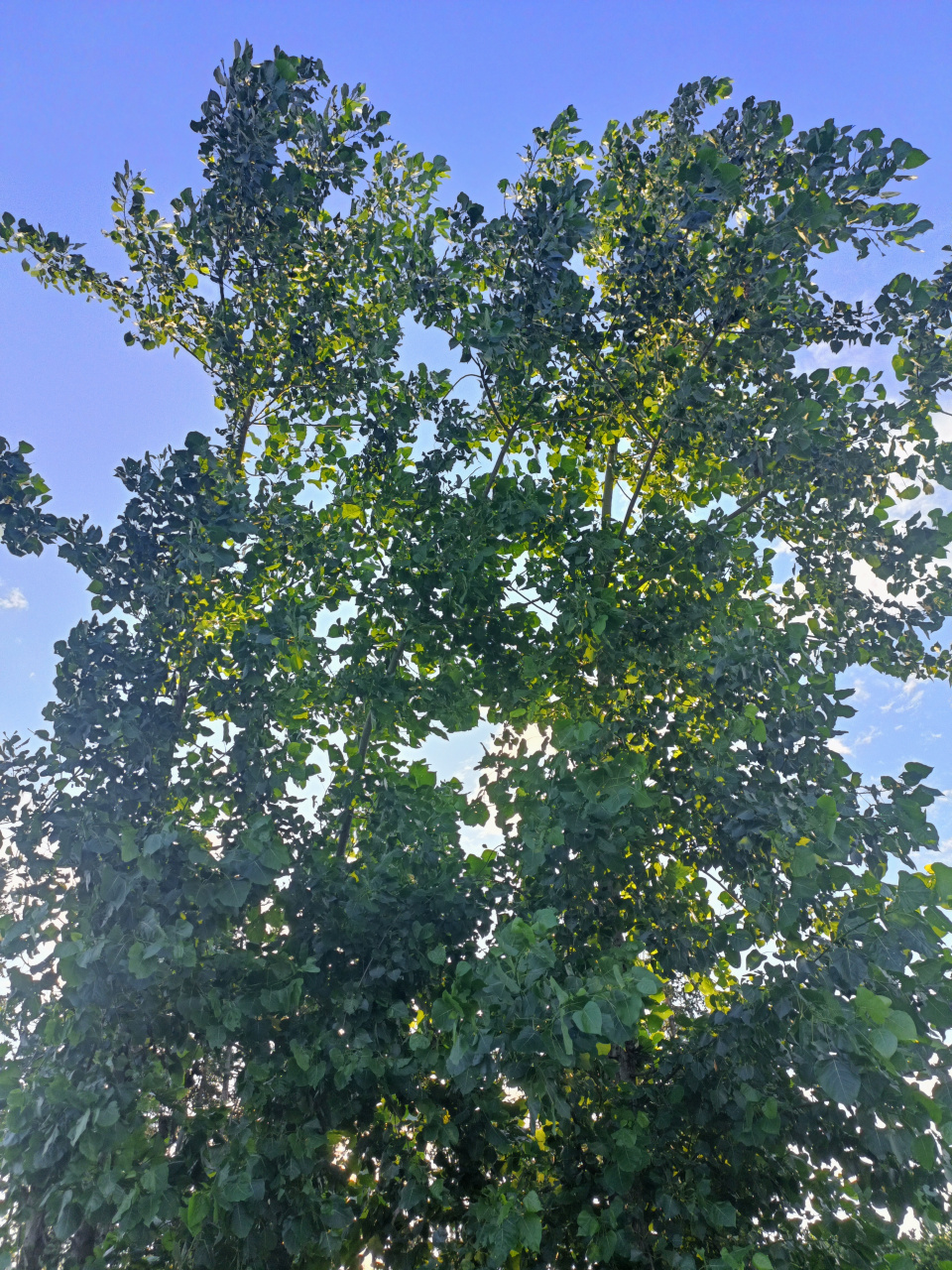 河边的白杨树简直就是夏天的大风扇,可惜这是最后一处了,随着河床都被