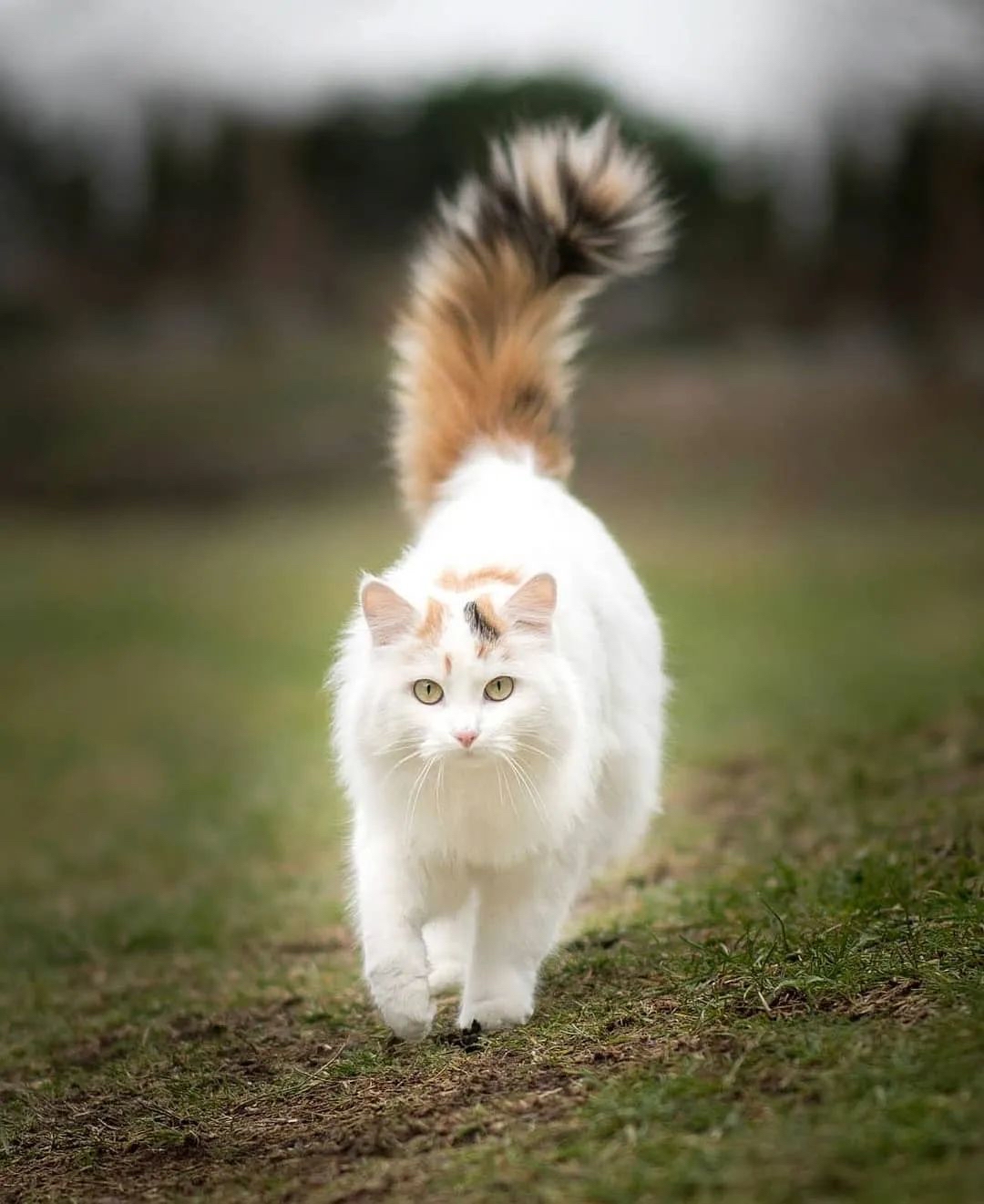 猫武士晨雀图片