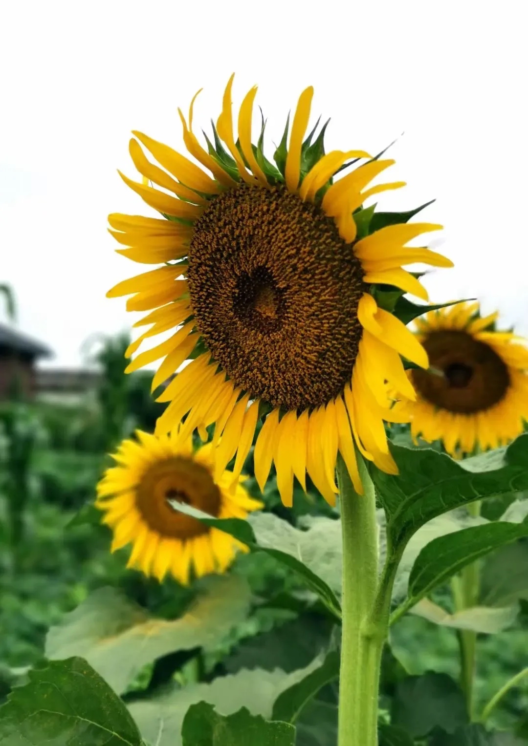 百花争艳～2 2 61                     咏向日葵 张张笑脸染金黄