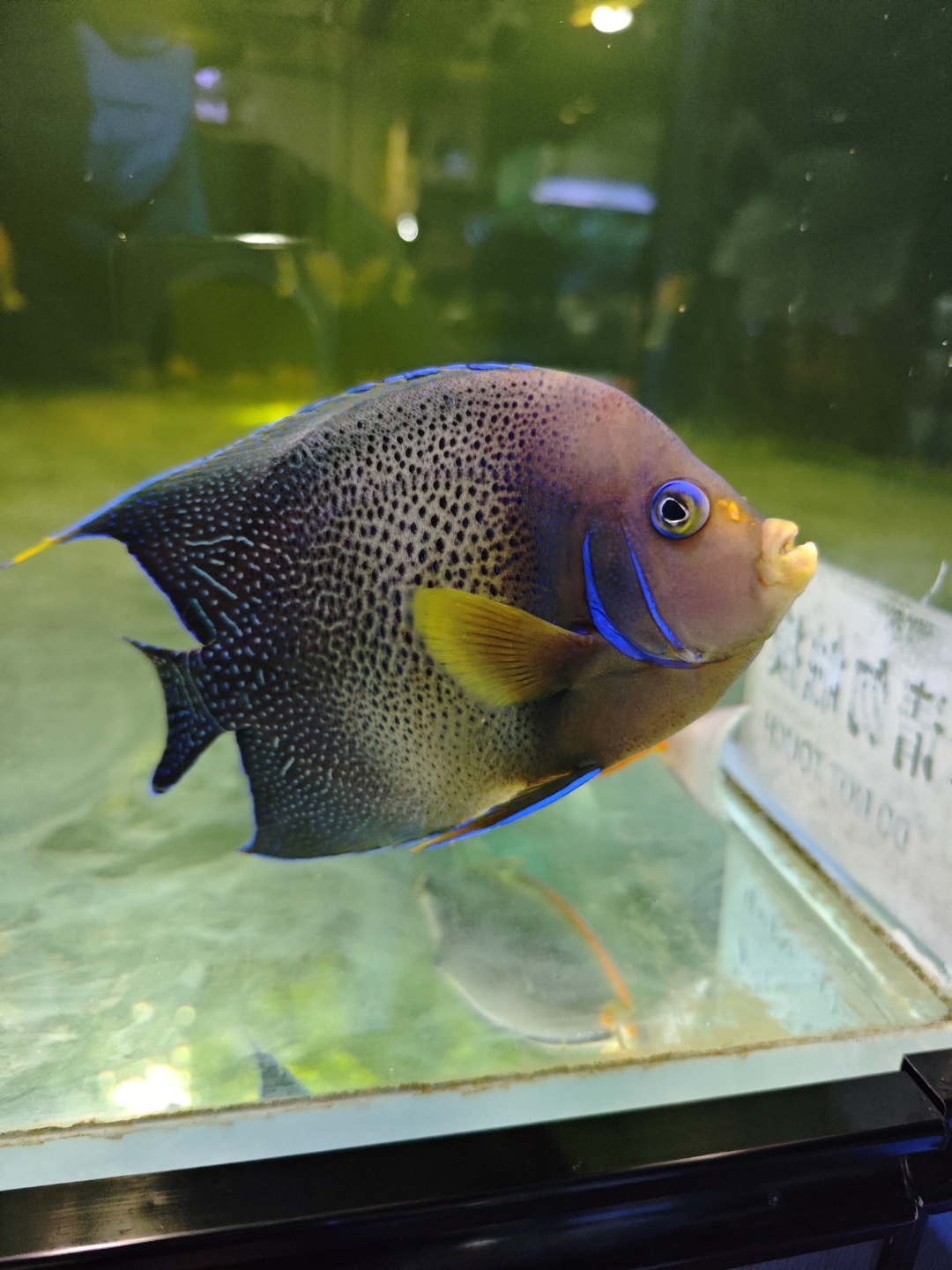 养花卖花算是生计,那么养鱼卖鱼可真不是为生计来解释那么简单了!