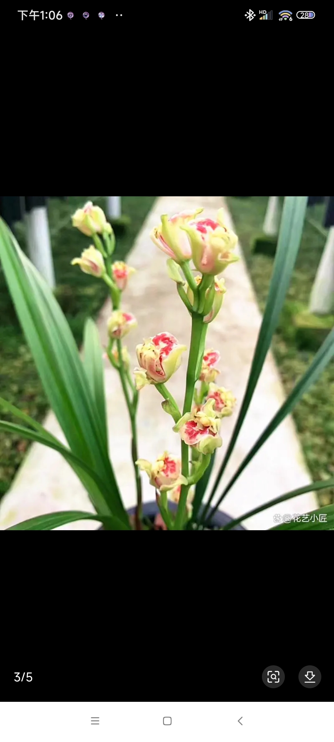 建兰中多大白菜一彩云追月.看上的联系